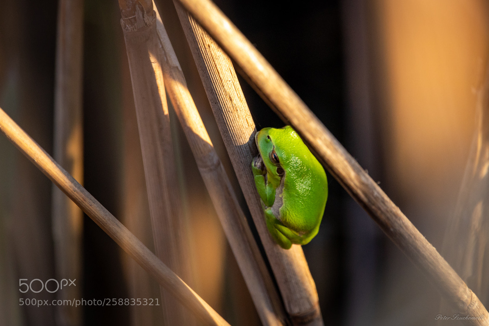 Canon EOS 750D (EOS Rebel T6i / EOS Kiss X8i) sample photo. Frosch in der abendsonne photography
