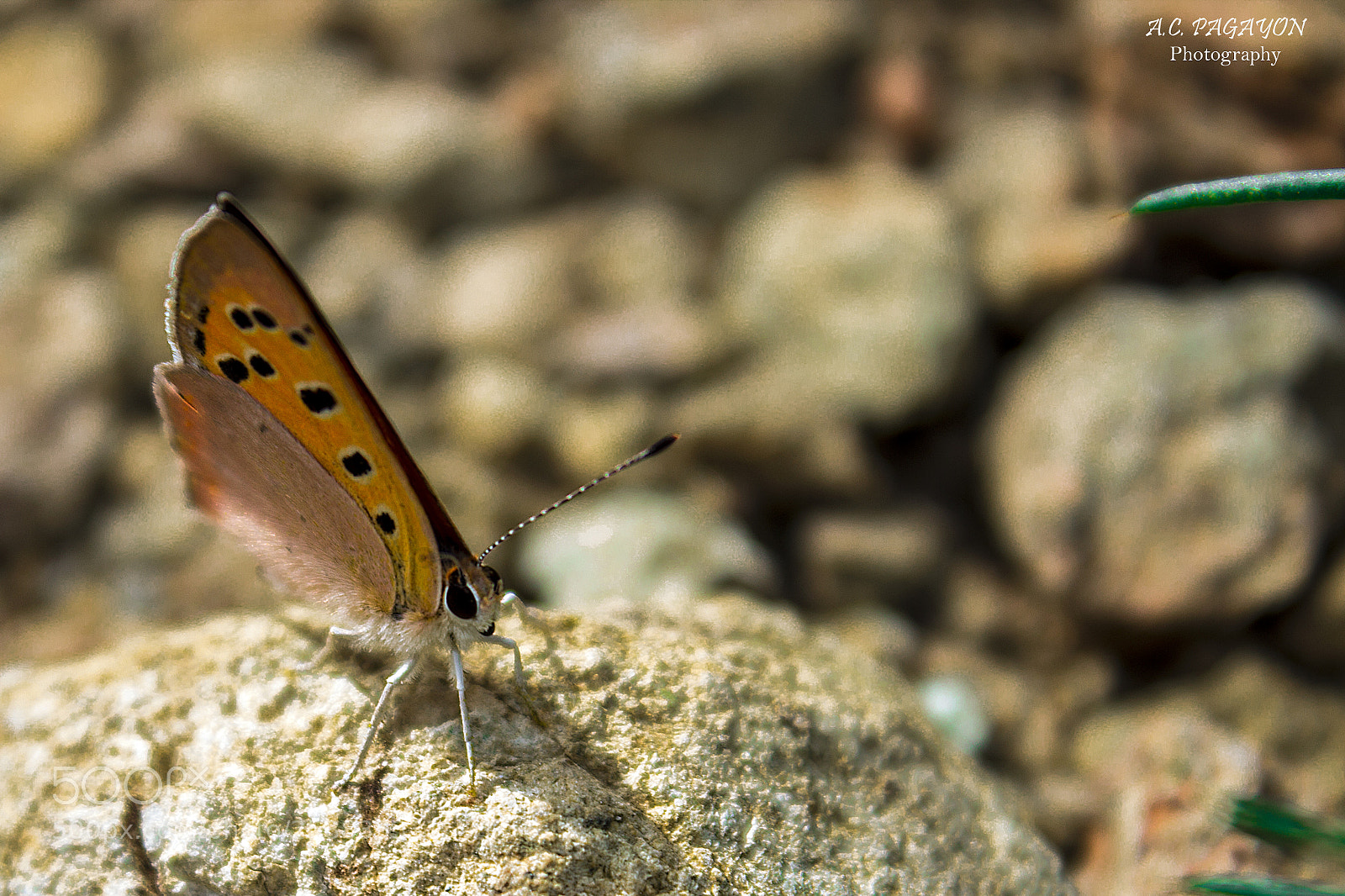 Canon EOS 600D (Rebel EOS T3i / EOS Kiss X5) sample photo. Butterfly photography