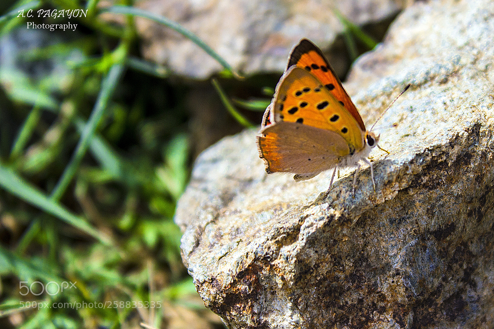 Canon EOS 600D (Rebel EOS T3i / EOS Kiss X5) sample photo. Butterfly photography
