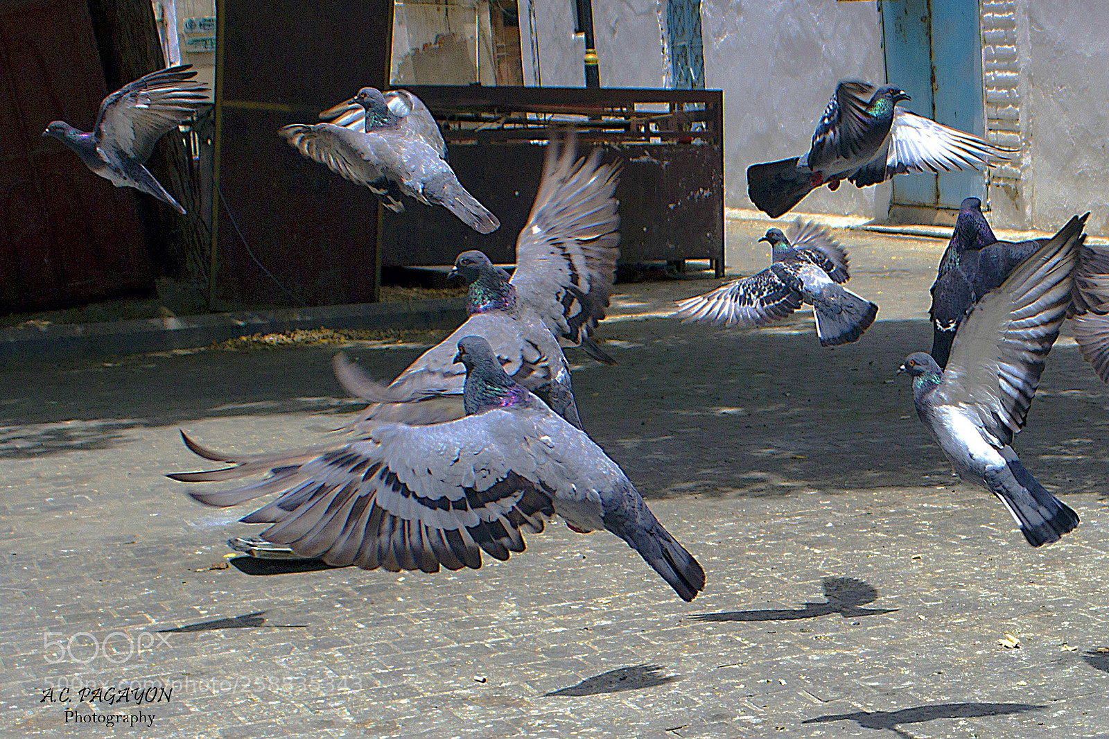Canon EOS 600D (Rebel EOS T3i / EOS Kiss X5) sample photo. Doves in motion photography