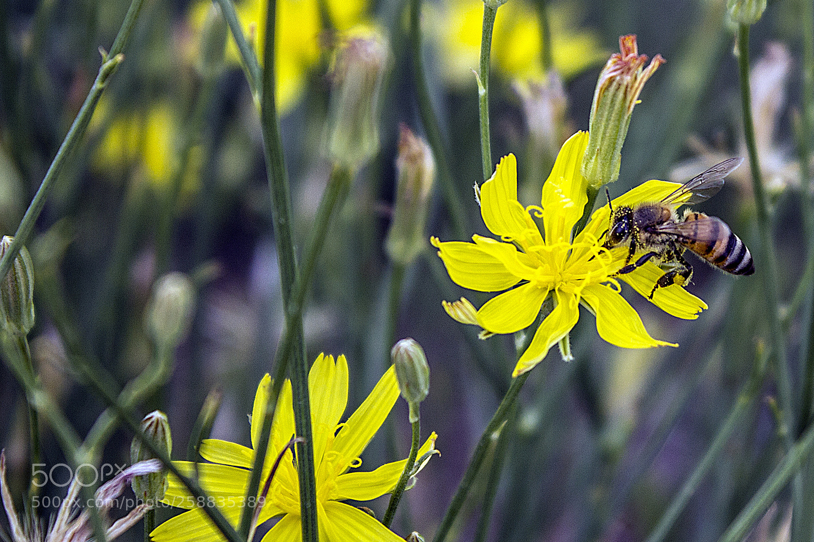 Canon EOS 600D (Rebel EOS T3i / EOS Kiss X5) sample photo. Flower and bee photography