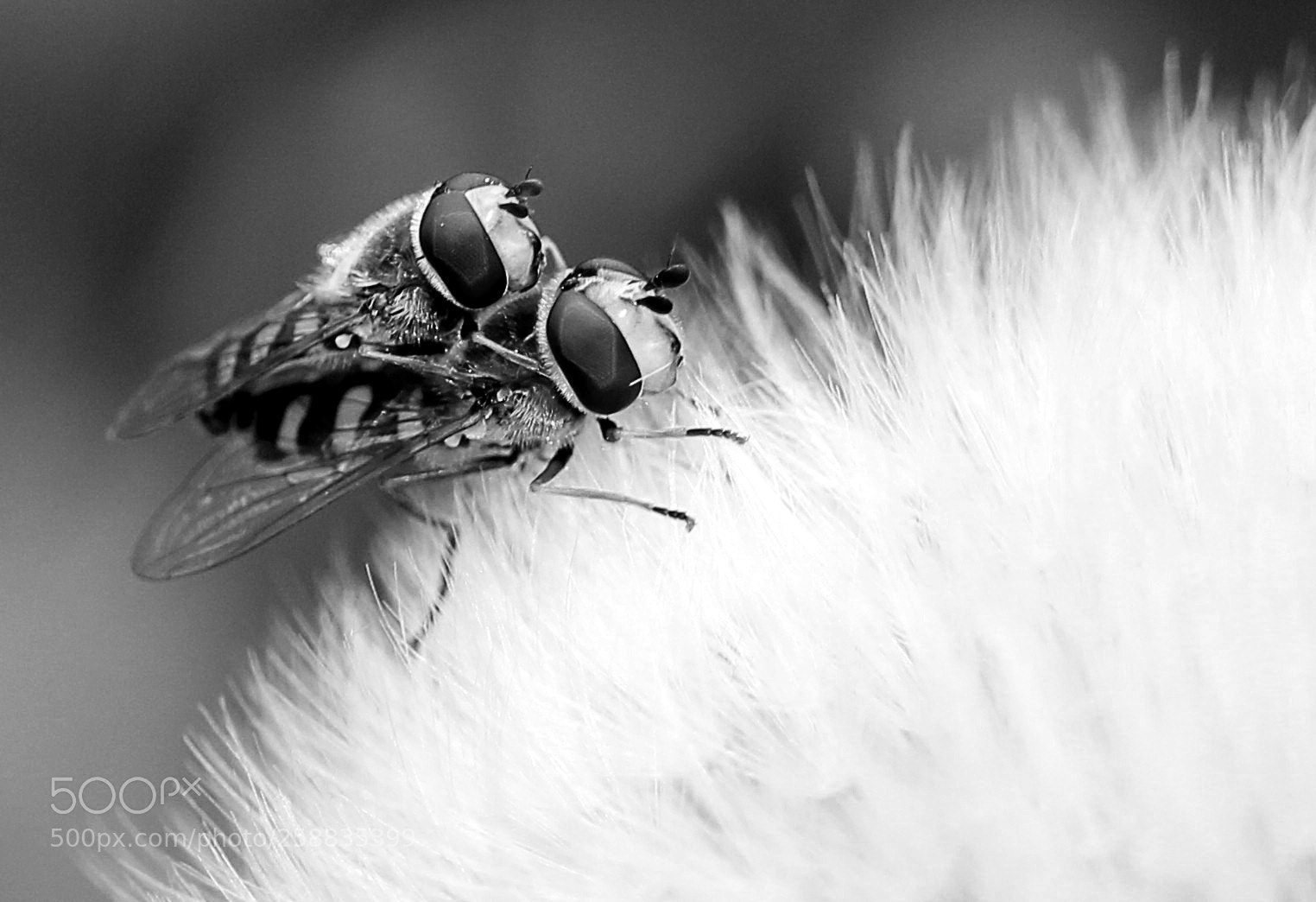 Canon EOS 600D (Rebel EOS T3i / EOS Kiss X5) sample photo. Macro b&w photography