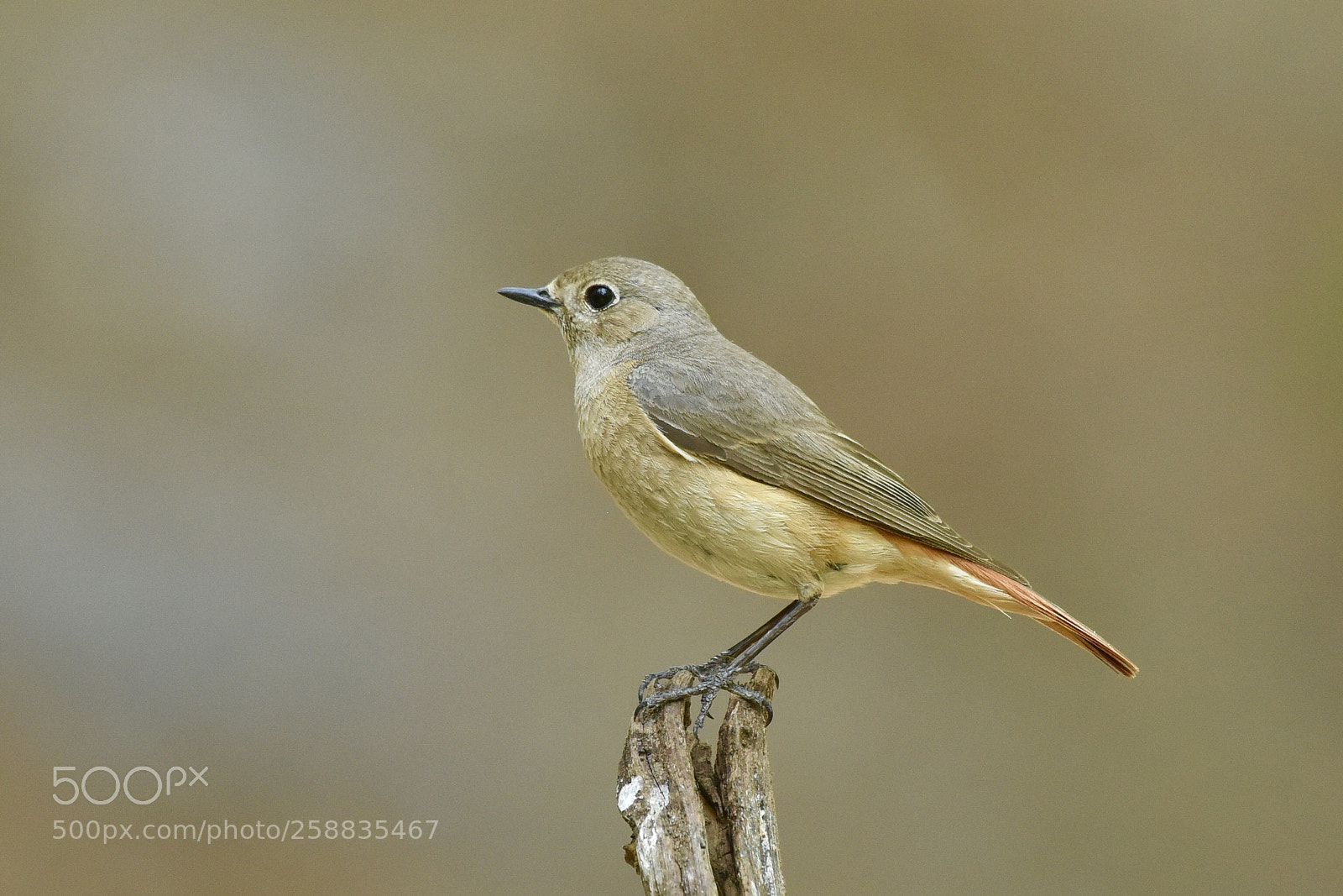 Nikon D810 sample photo. Common redstart, female photography