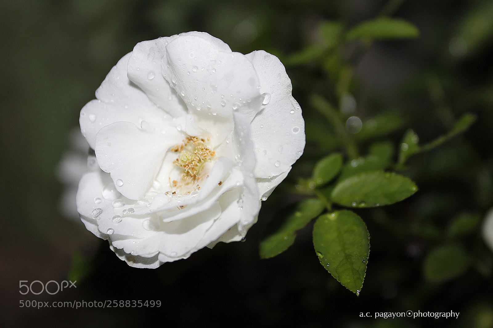 Canon EOS 600D (Rebel EOS T3i / EOS Kiss X5) sample photo. White rose photography