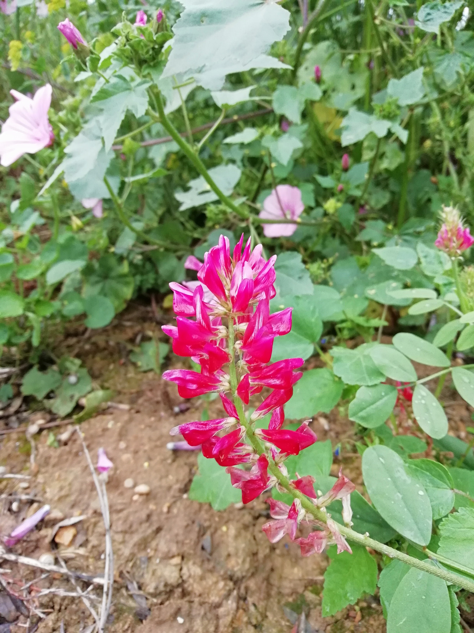 HUAWEI P SMART sample photo