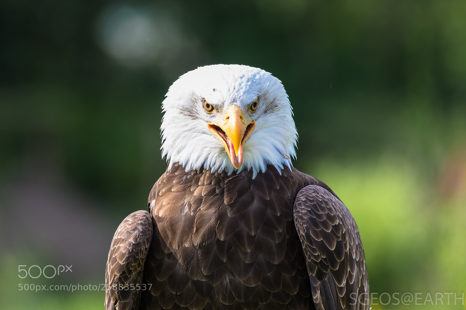 Canon EOS 5D Mark IV sample photo. White-tailed eagle photography