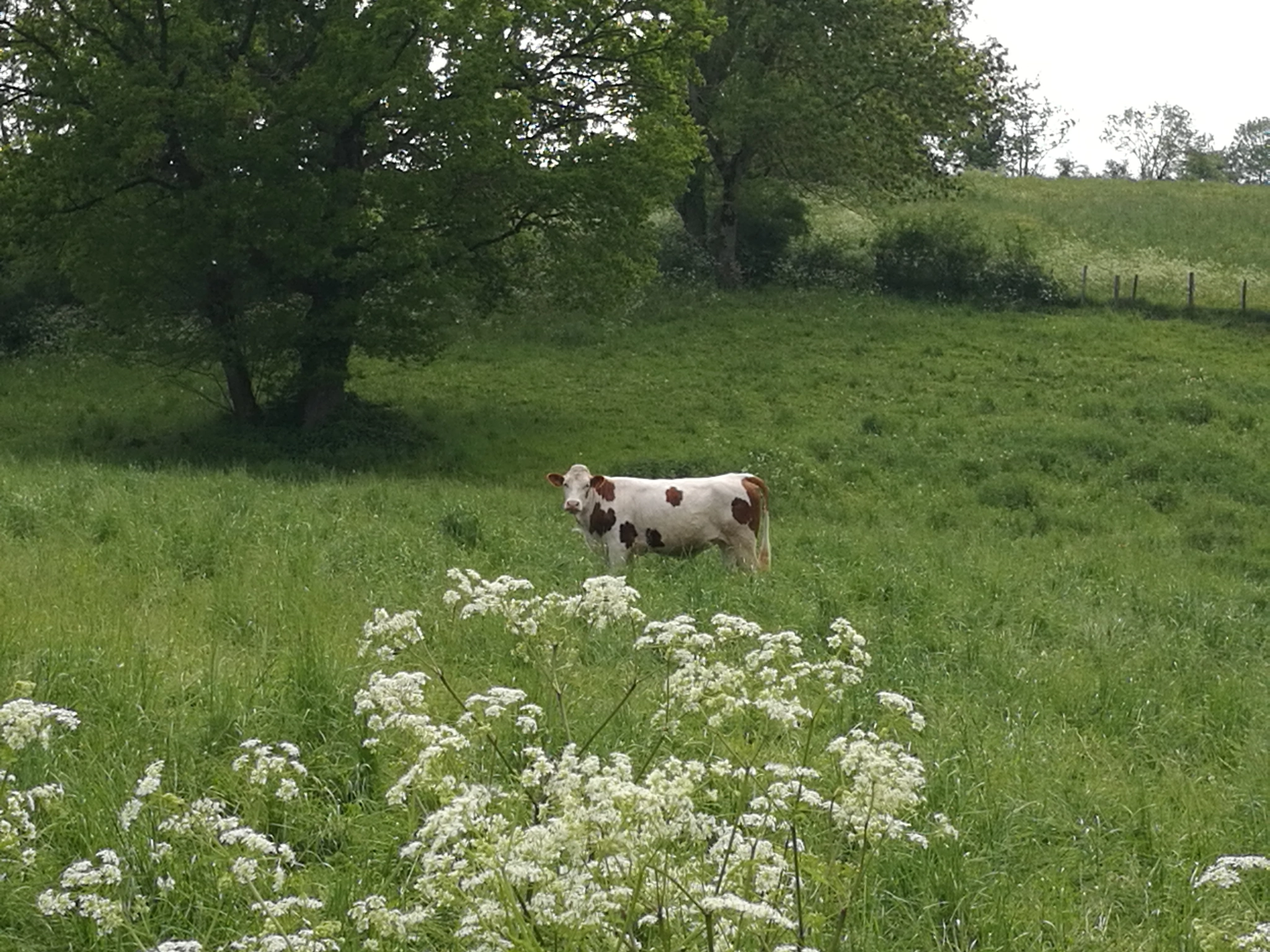 HUAWEI Honor 8 sample photo. Aveyron printemps 2018 photography