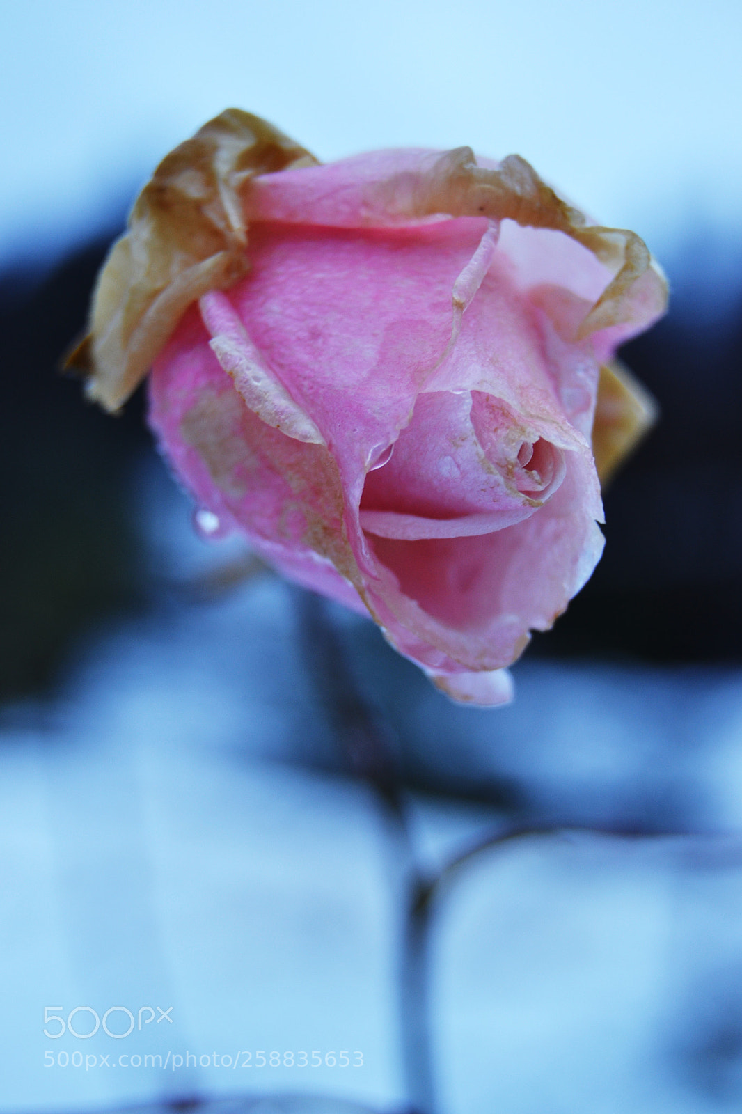 Nikon D3100 sample photo. Hardangerrose_sigrideriksen photography
