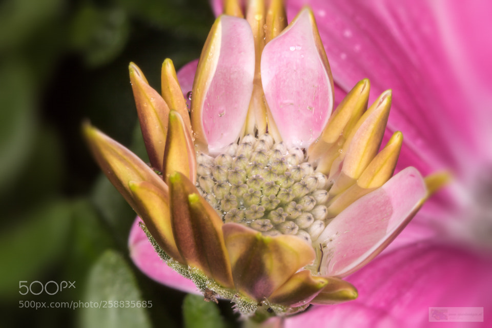 Canon EOS 7D Mark II sample photo. Mixed colours photography