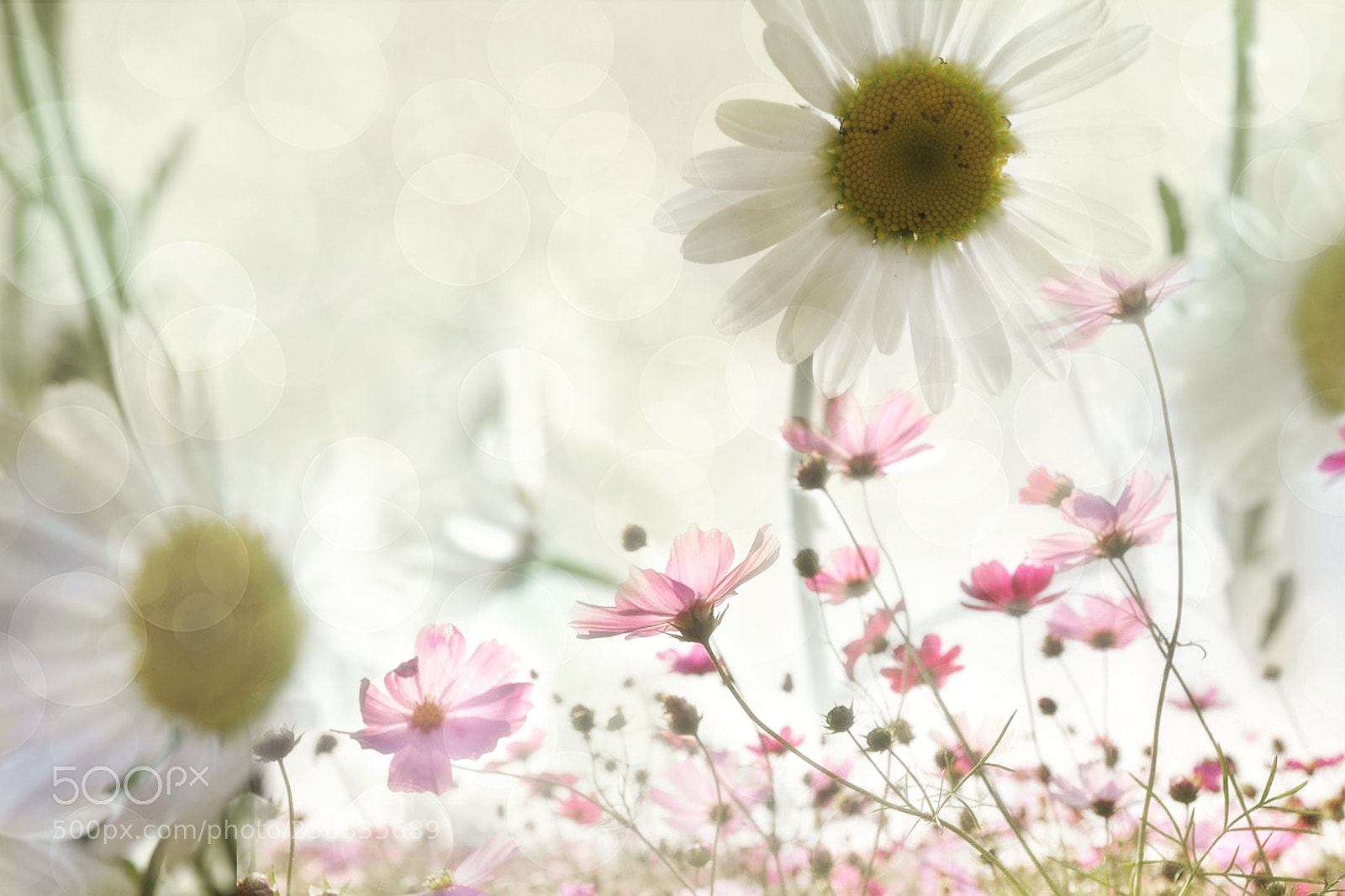Nikon D7100 sample photo. Flowers photography