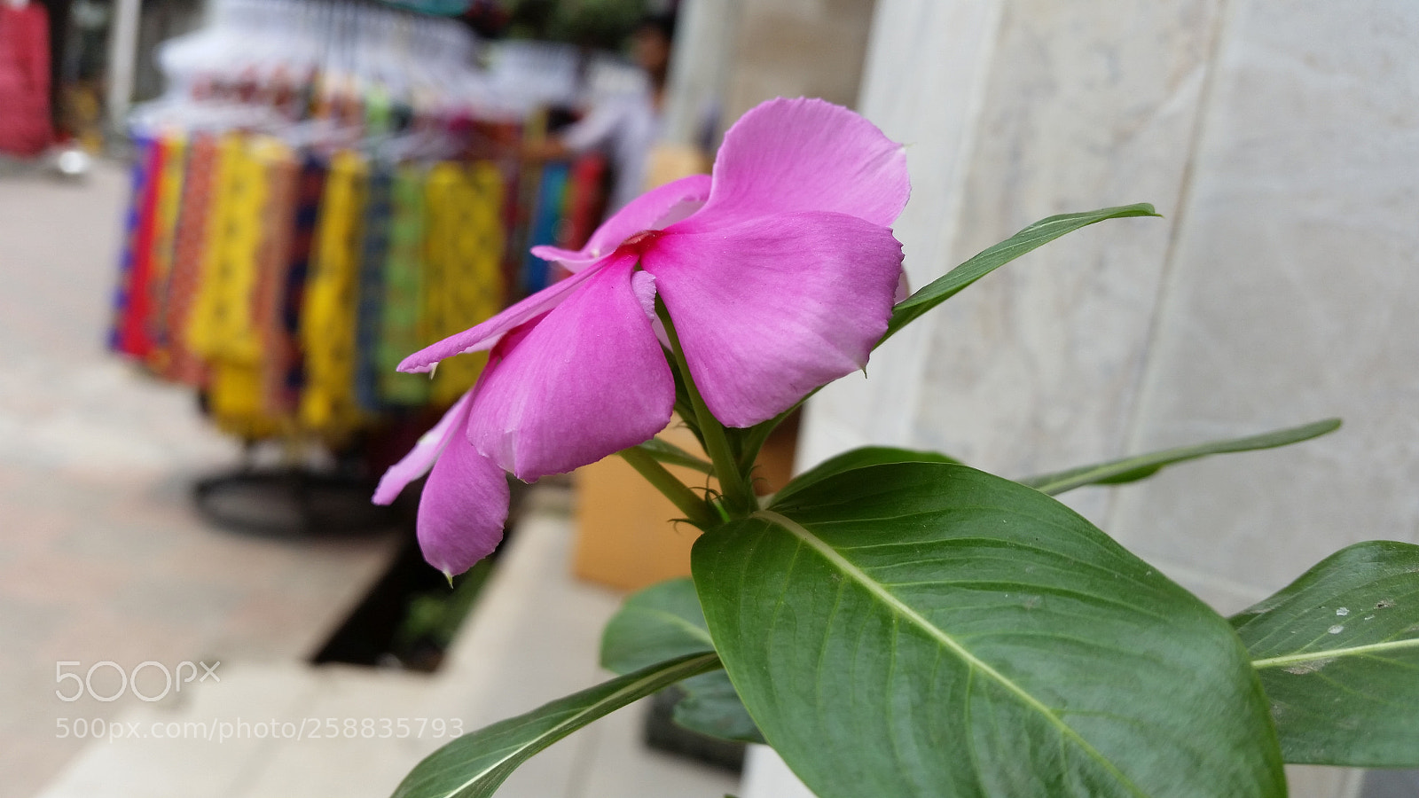 Samsung Galaxy S5 sample photo. Untitled photography