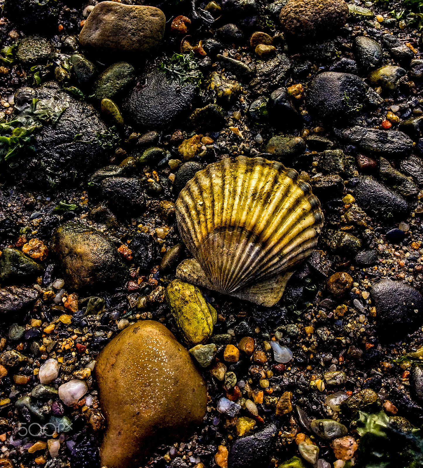 Apple iPad mini 2 sample photo. Lonely shell photography