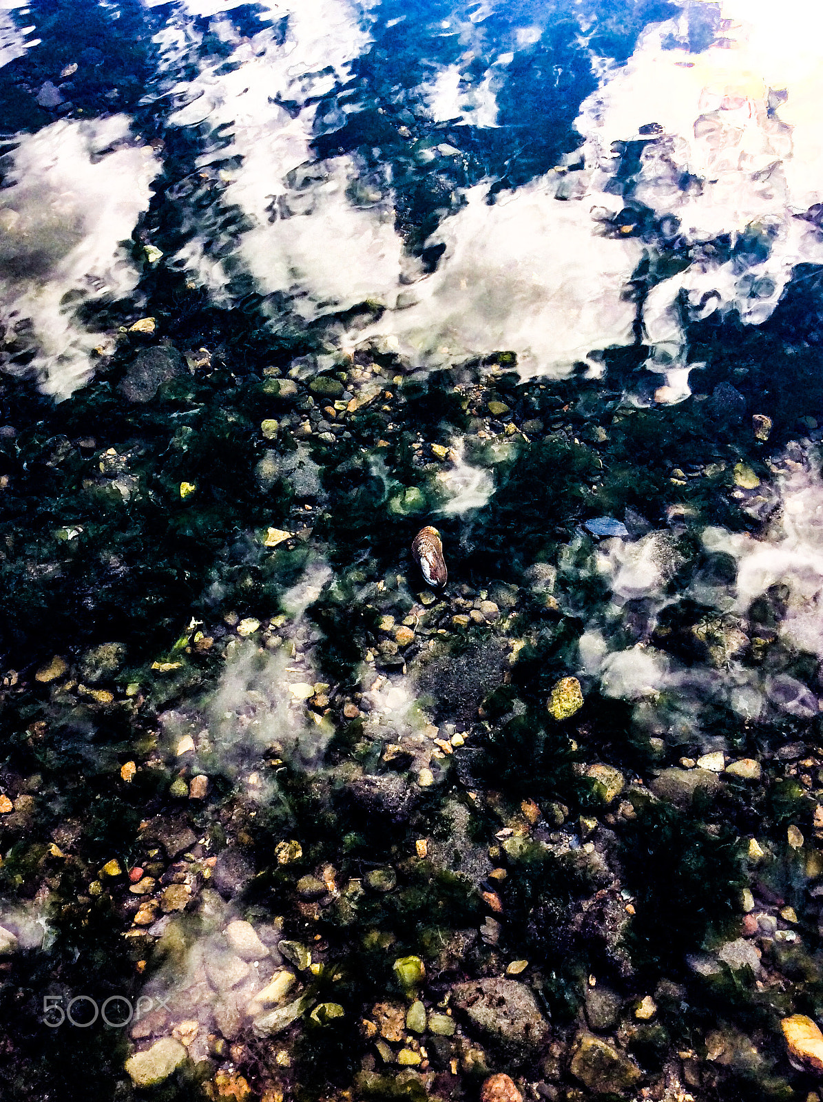 Apple iPad mini 2 sample photo. View of life in water photography
