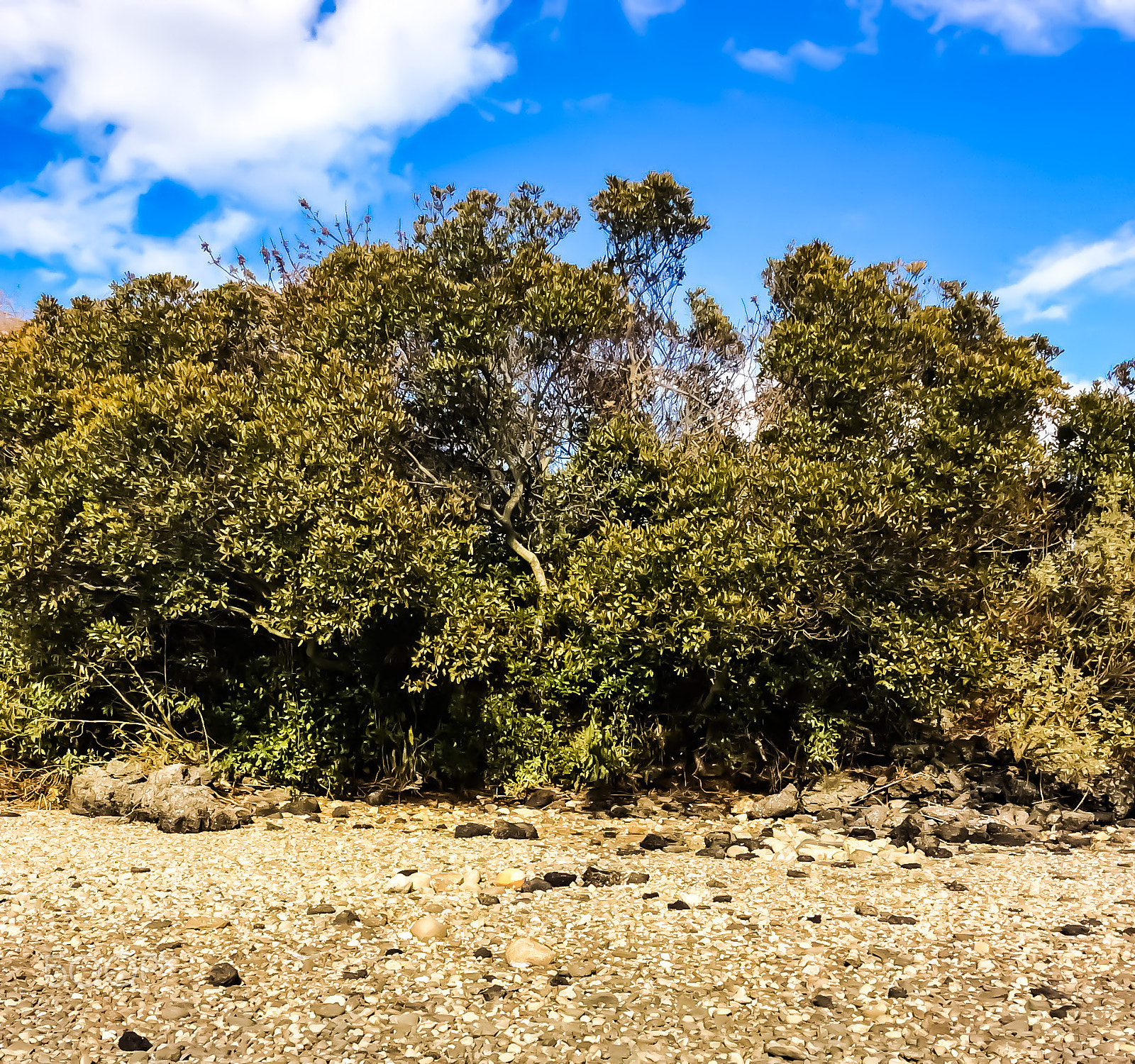 Apple iPad mini 2 sample photo. Wildlife tree photography