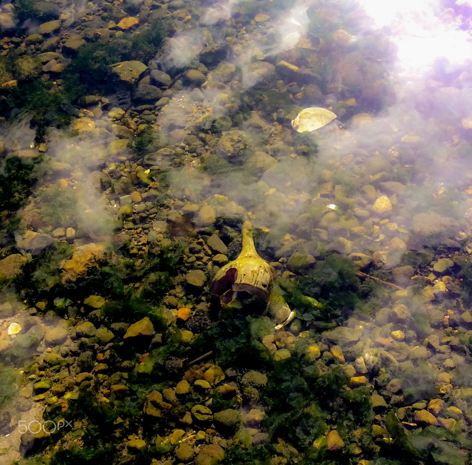 Apple iPad mini 2 sample photo. A conch in water photography