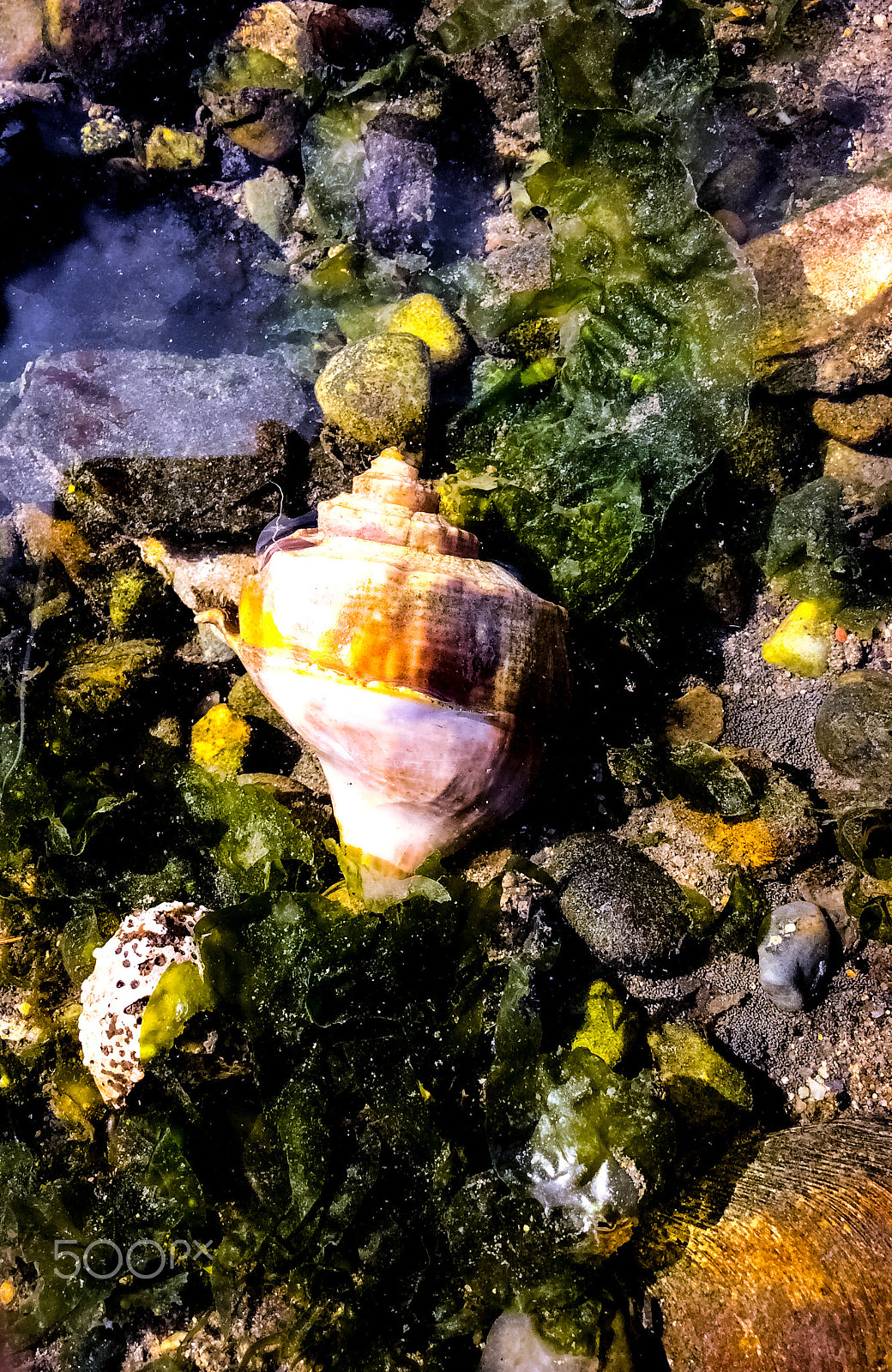 Apple iPad mini 2 sample photo. Broken conch photography