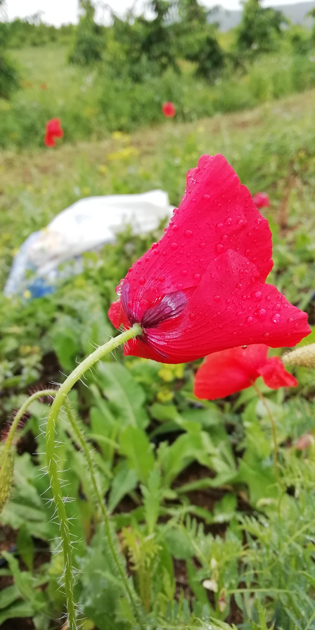 HUAWEI P SMART sample photo