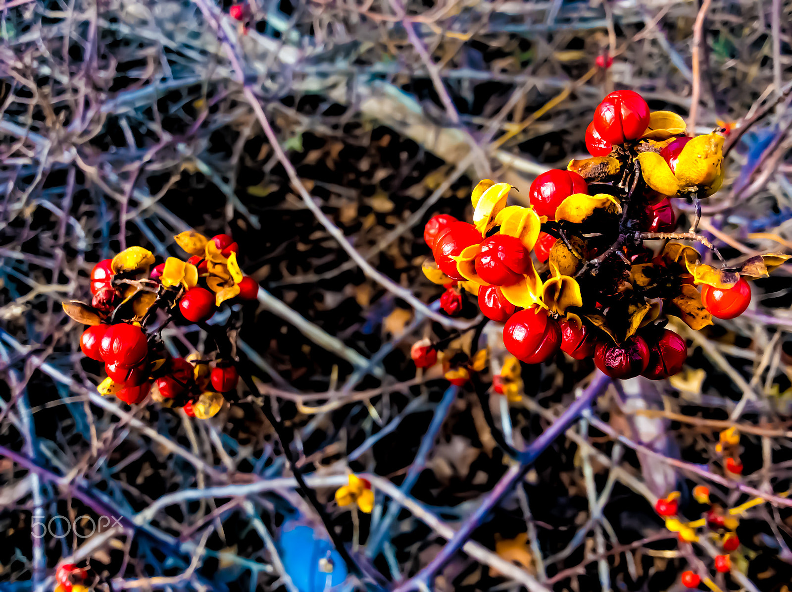 Apple iPad mini 2 sample photo. Some berries photography