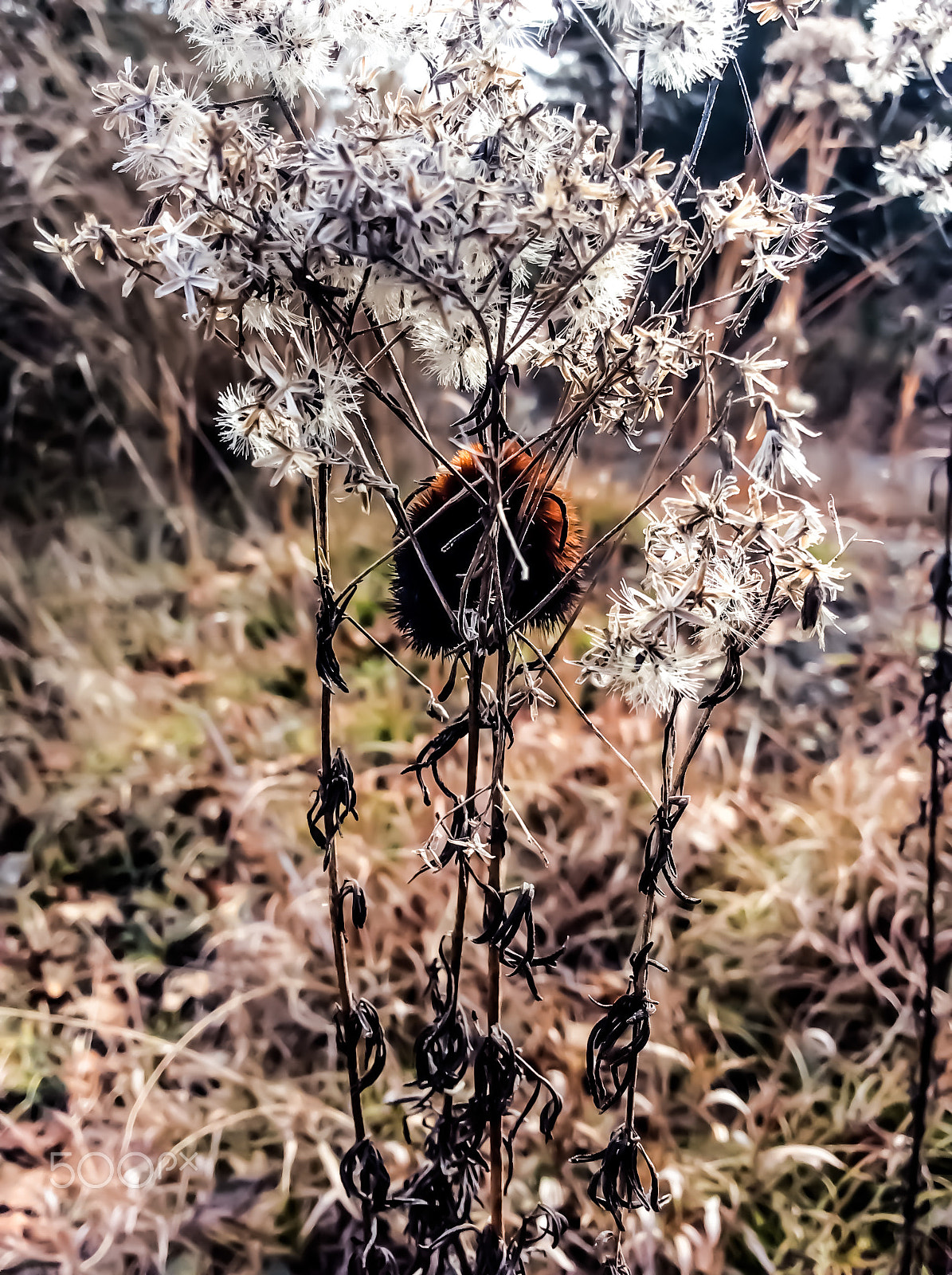 Apple iPad mini 2 sample photo. The caterpillar photography