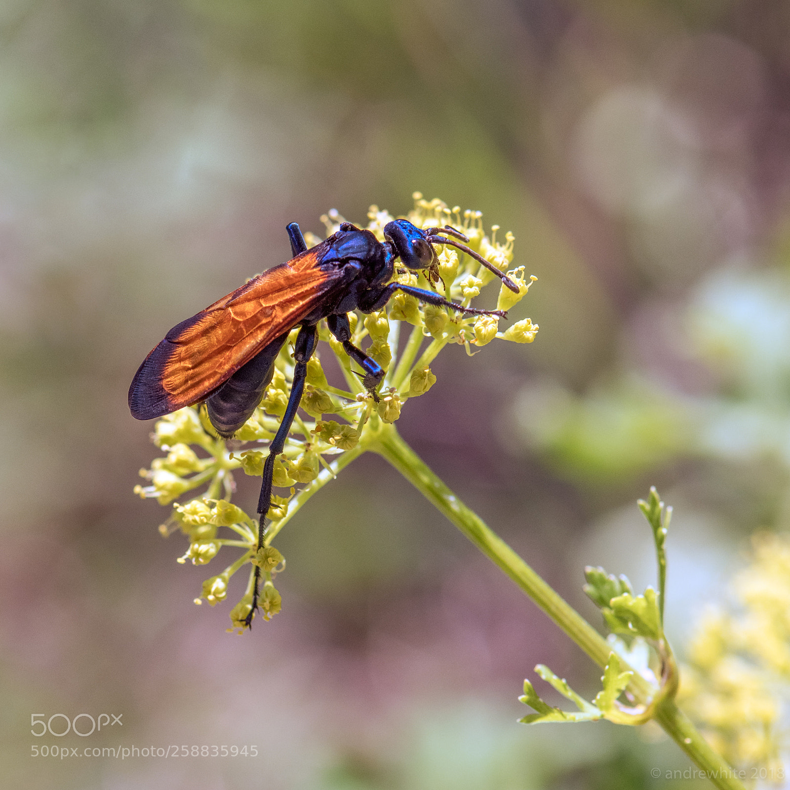 Nikon D850 sample photo. Tarantula hawk photography