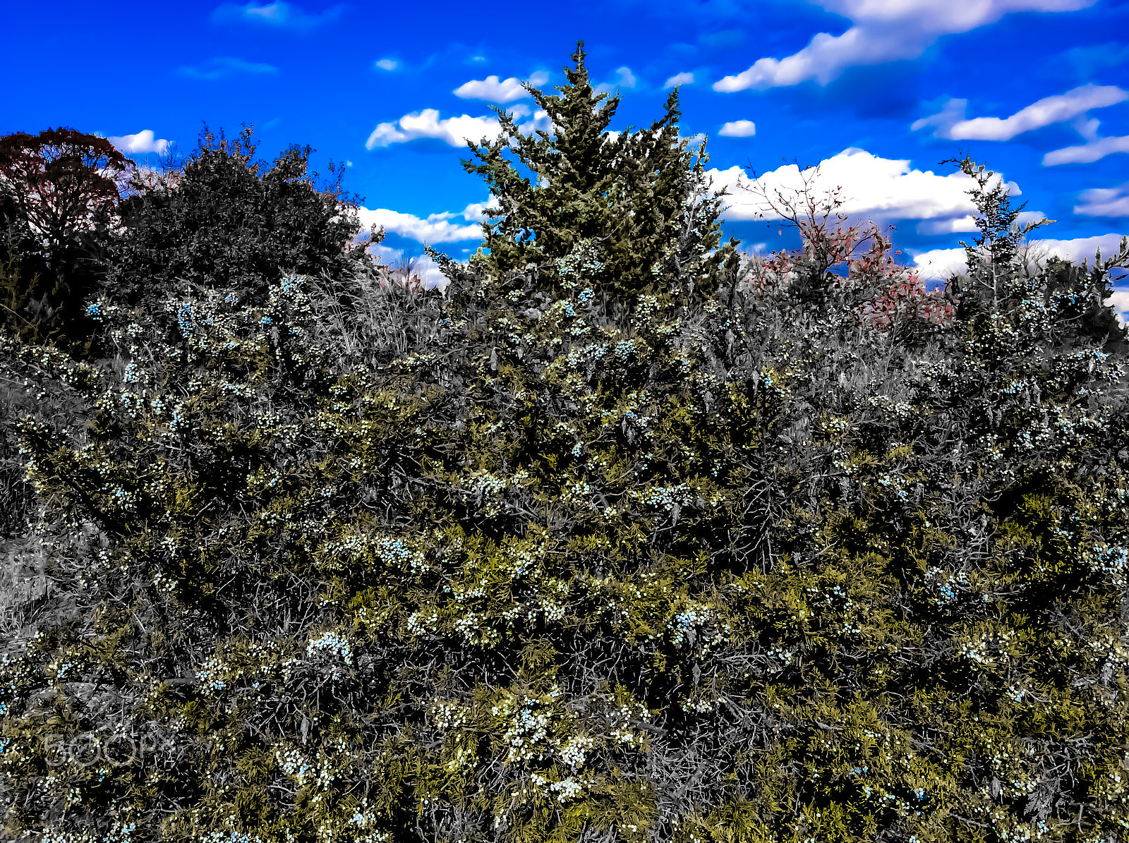 Apple iPad mini 2 sample photo. Berry tree photography