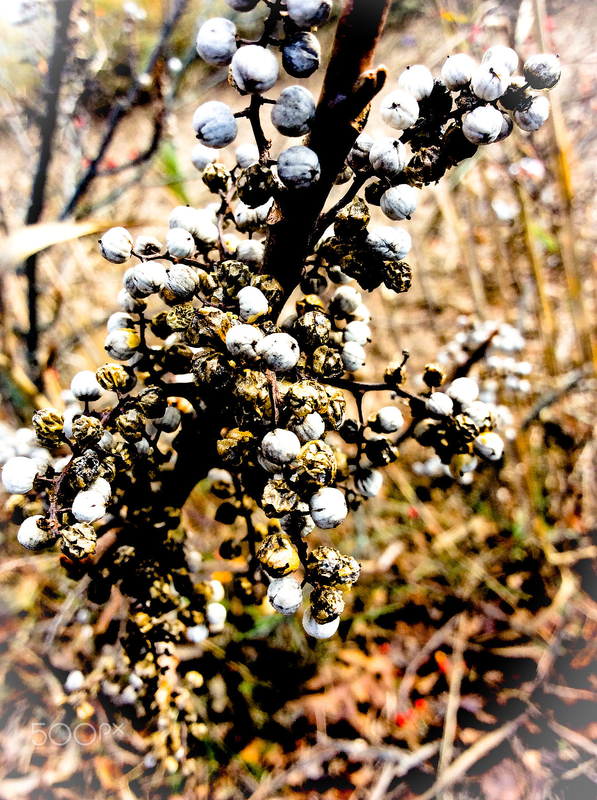 Apple iPad mini 2 sample photo. Berries photography