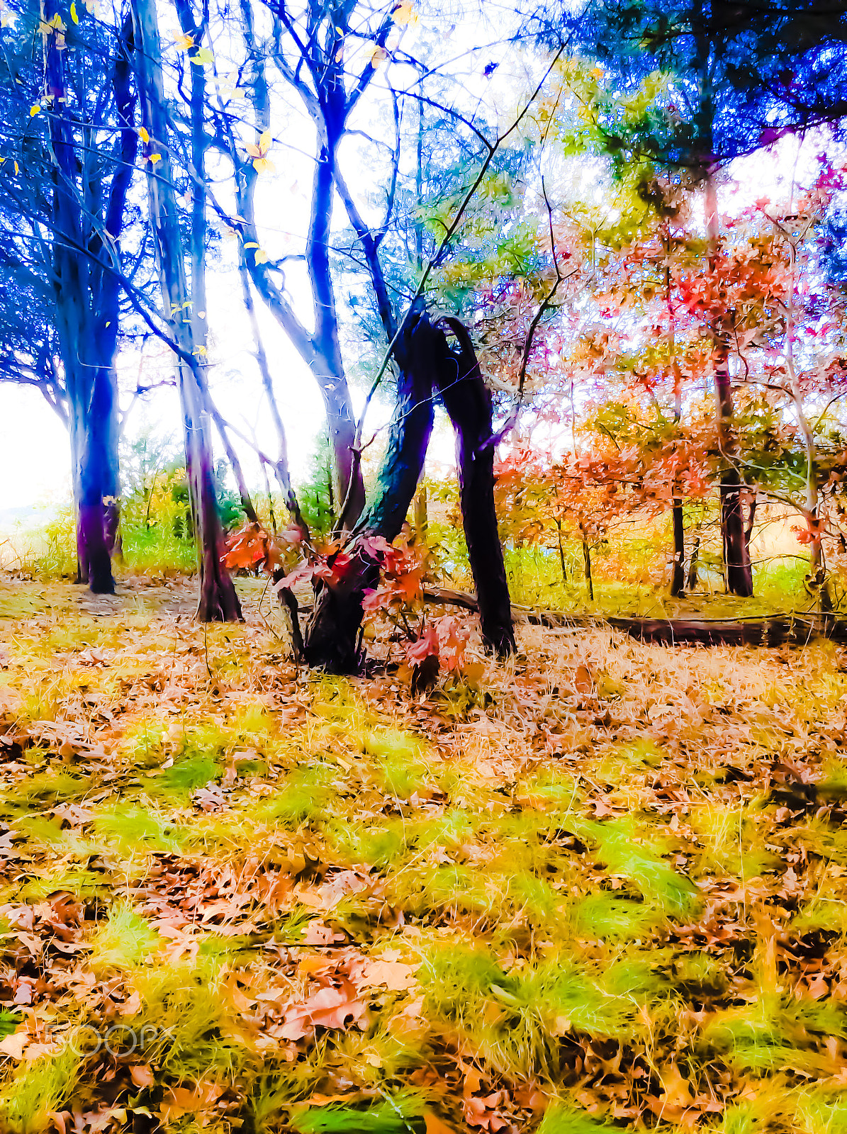 Apple iPad mini 2 sample photo. Colorful forest photography