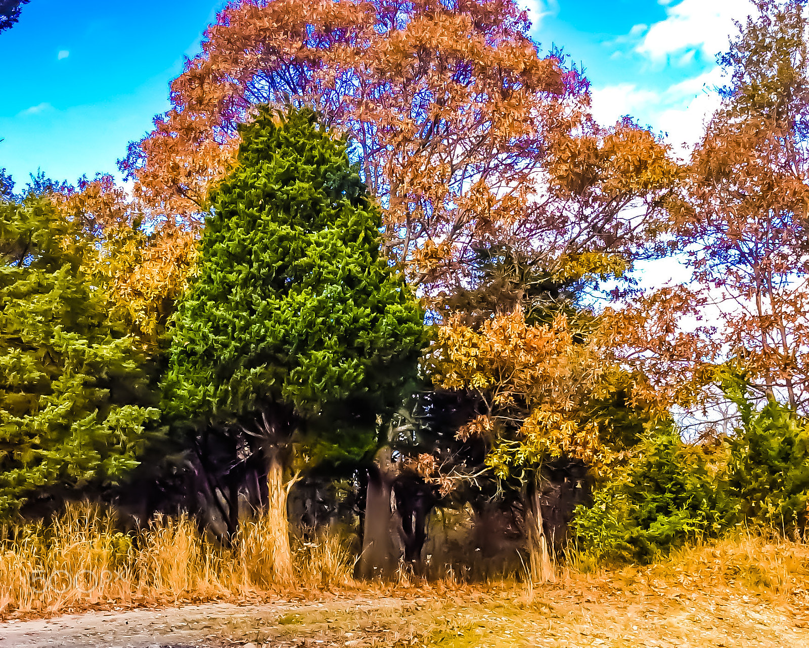Apple iPad mini 2 sample photo. A bunch of trees photography