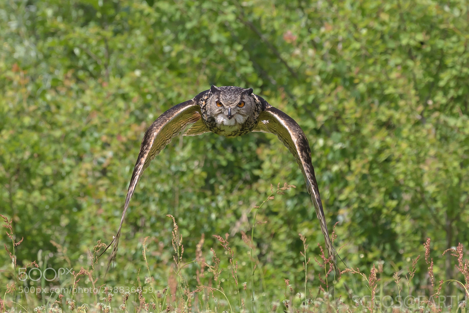 Canon EOS 5D Mark IV sample photo. Eagle-owl photography