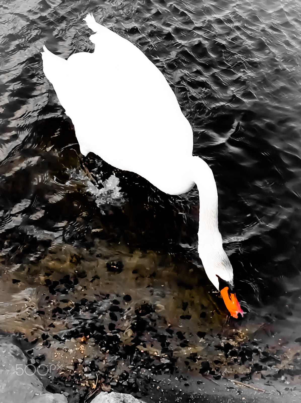 Apple iPad mini 2 sample photo. A beautiful swan photography