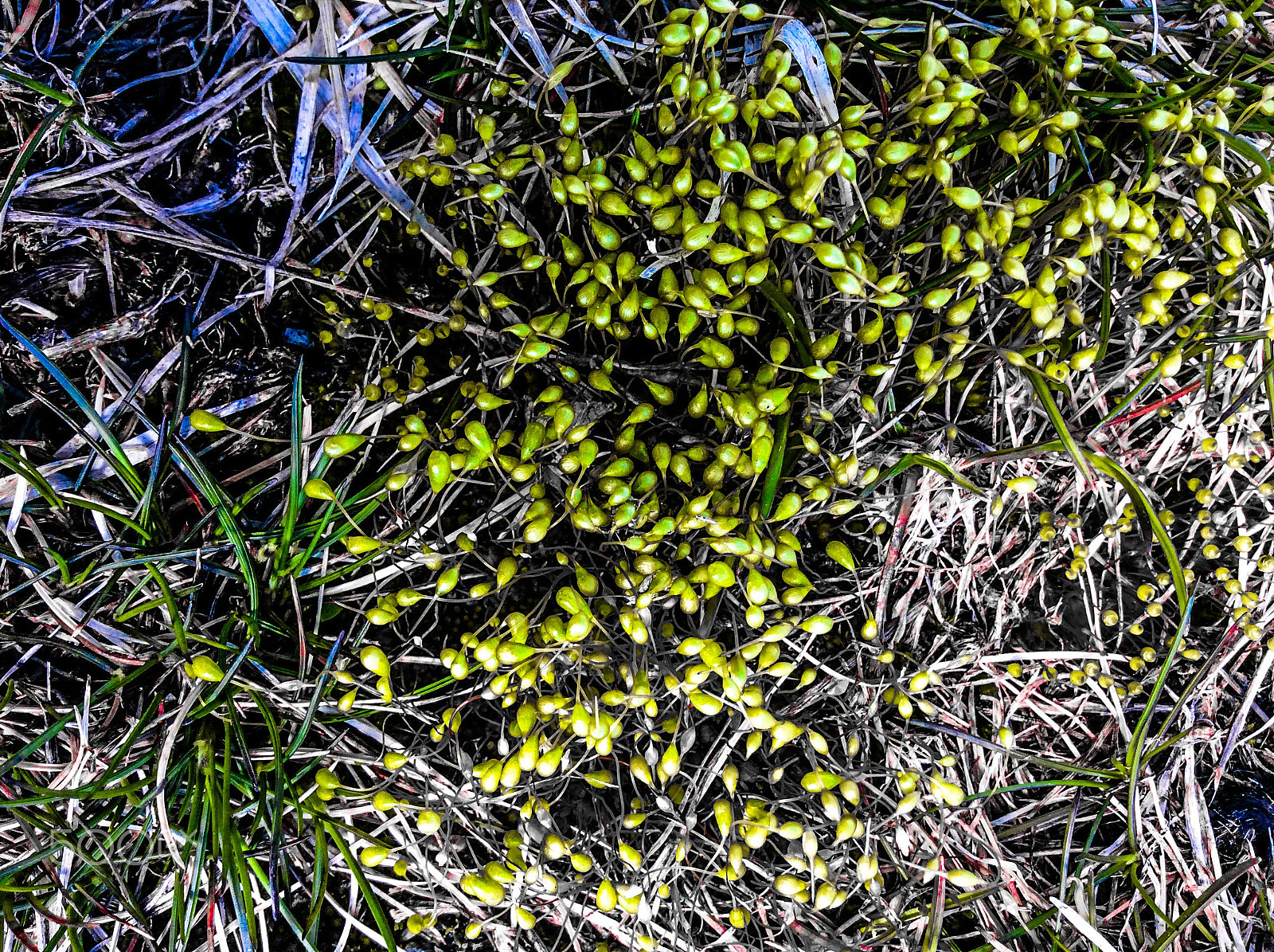 Apple iPad mini 2 sample photo. New growth photography