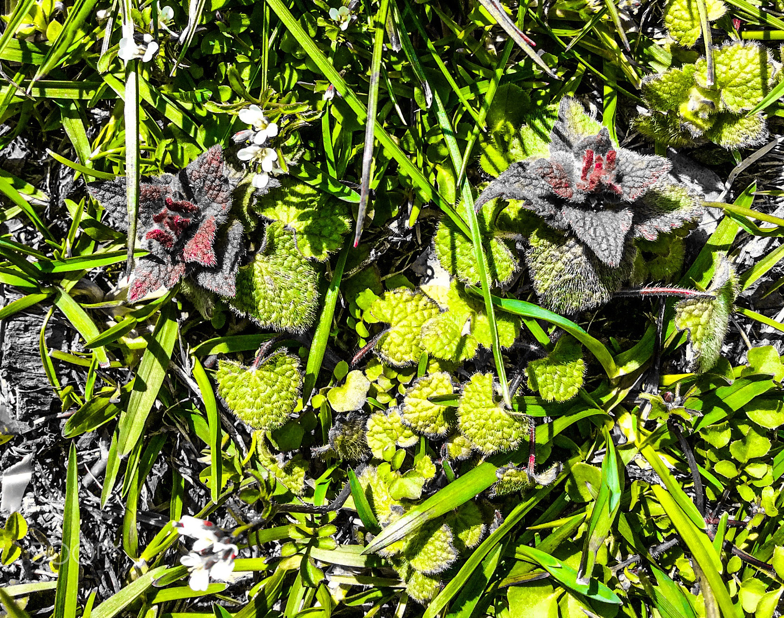 Apple iPad mini 2 sample photo. Two small plants photography