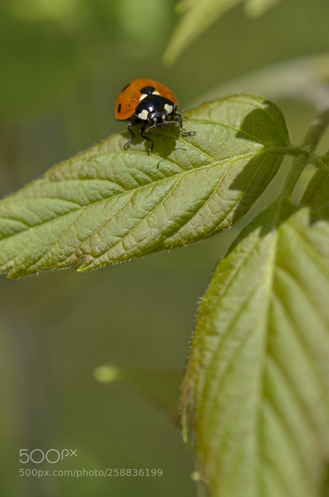 Nikon D7000 sample photo. Ladybug photography