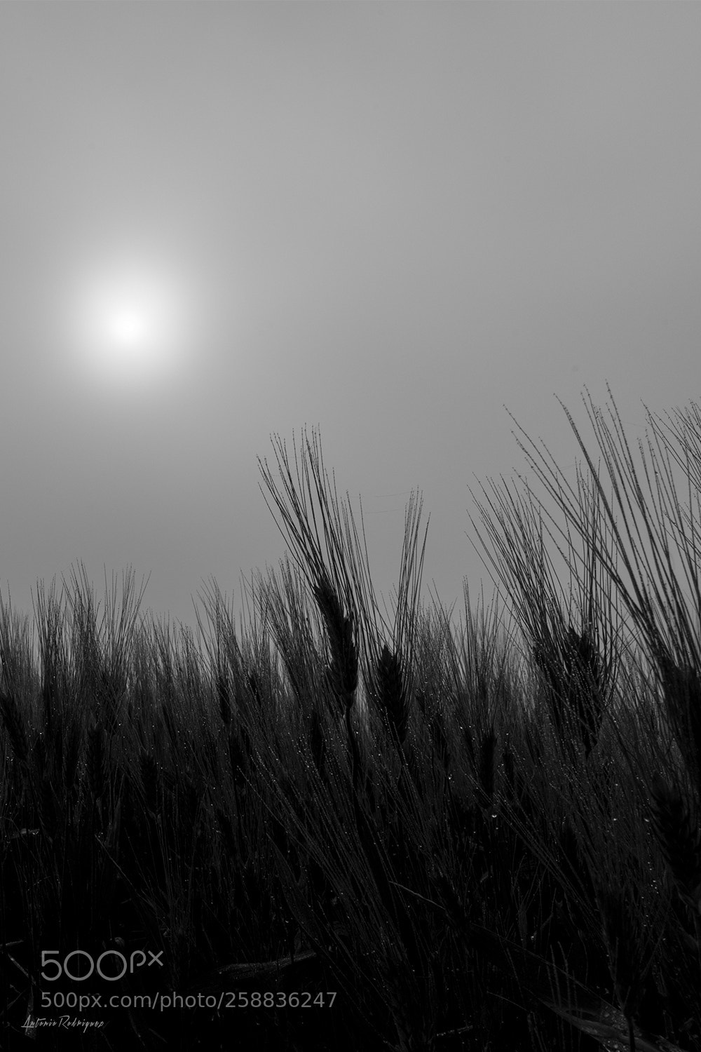 Nikon D850 sample photo. Trigo photography