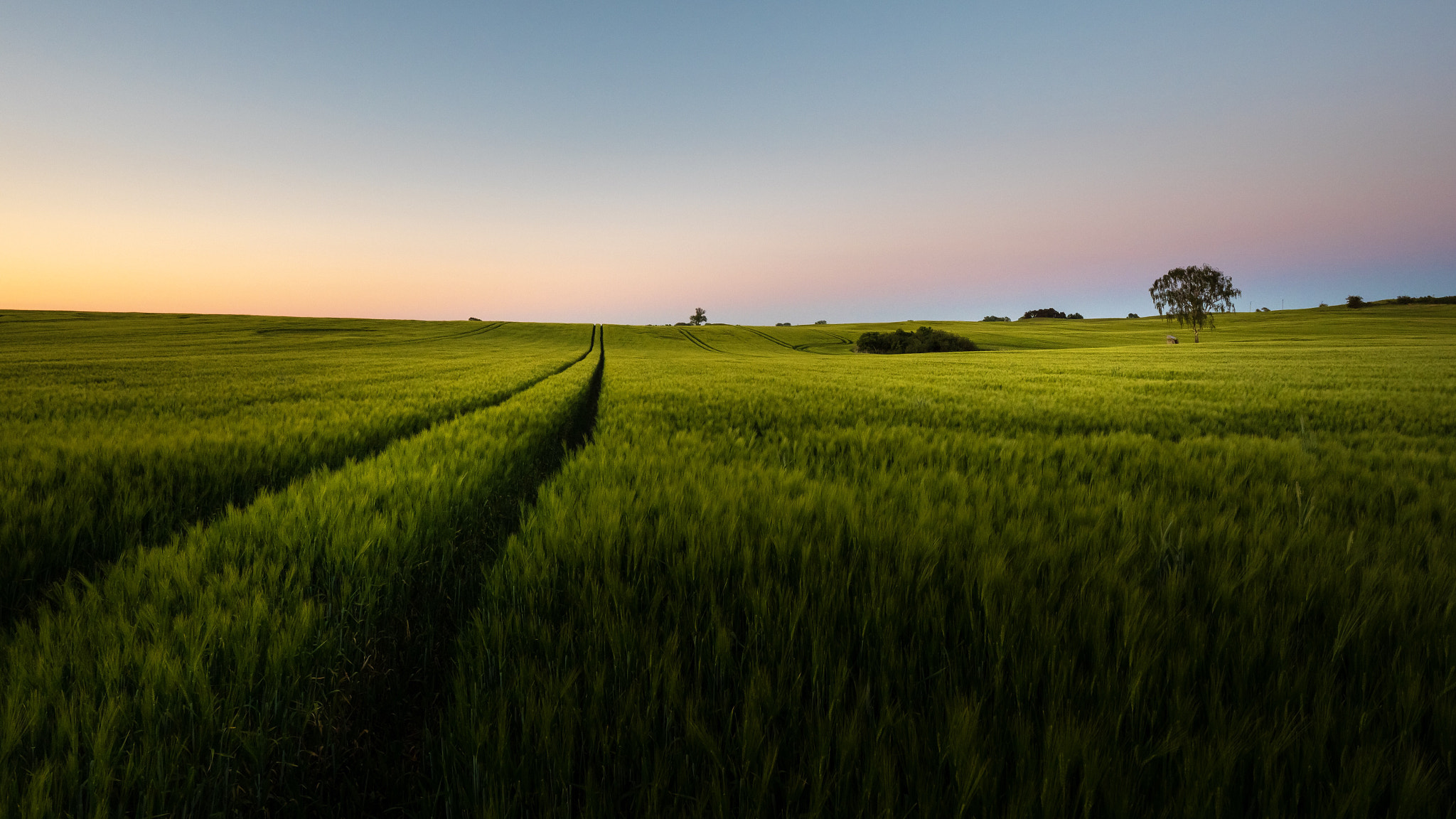Panasonic Lumix DC-GX9 sample photo. Cornfield at sunset ii photography
