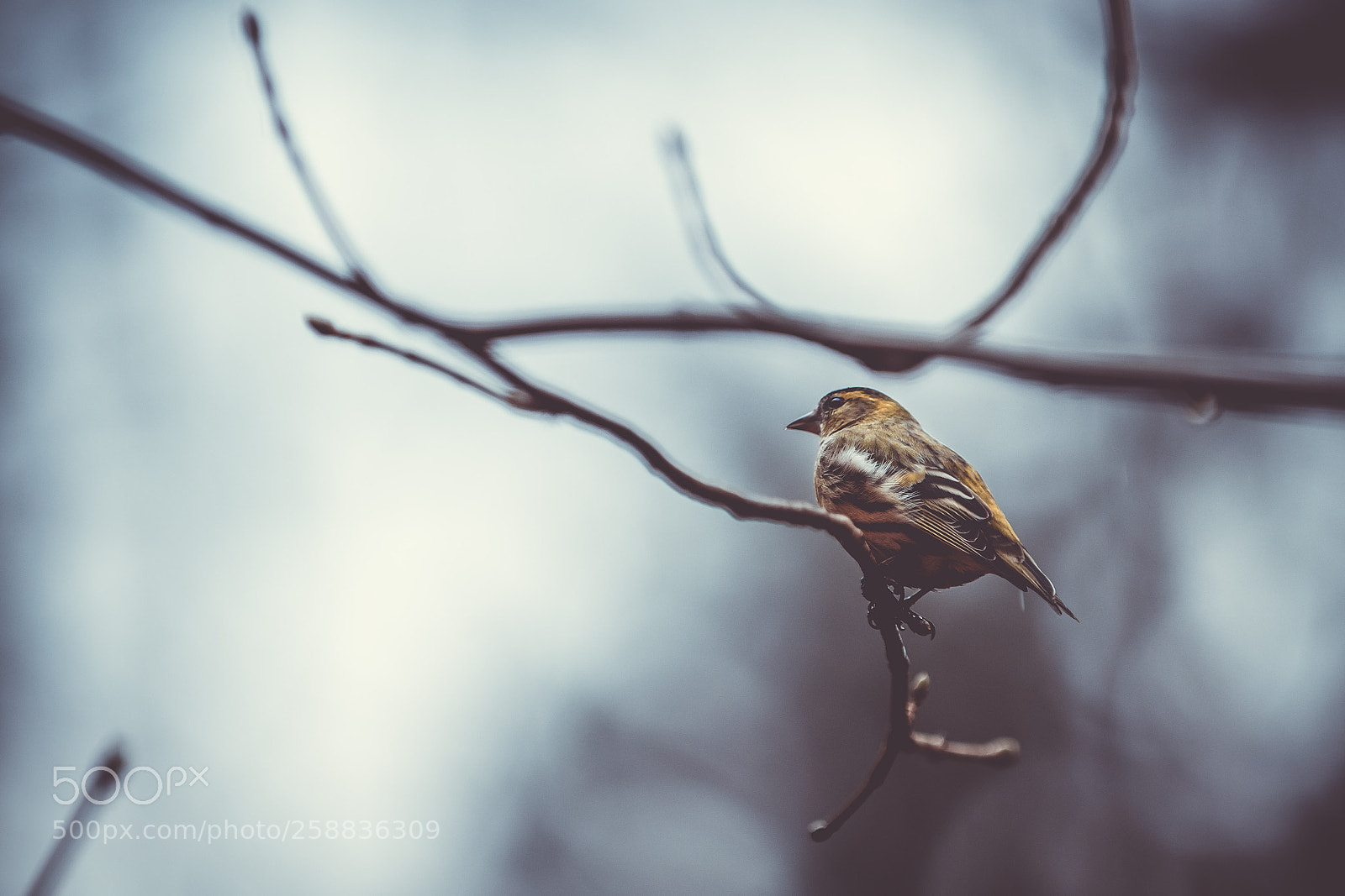 Canon EOS 80D sample photo. Birdie photography