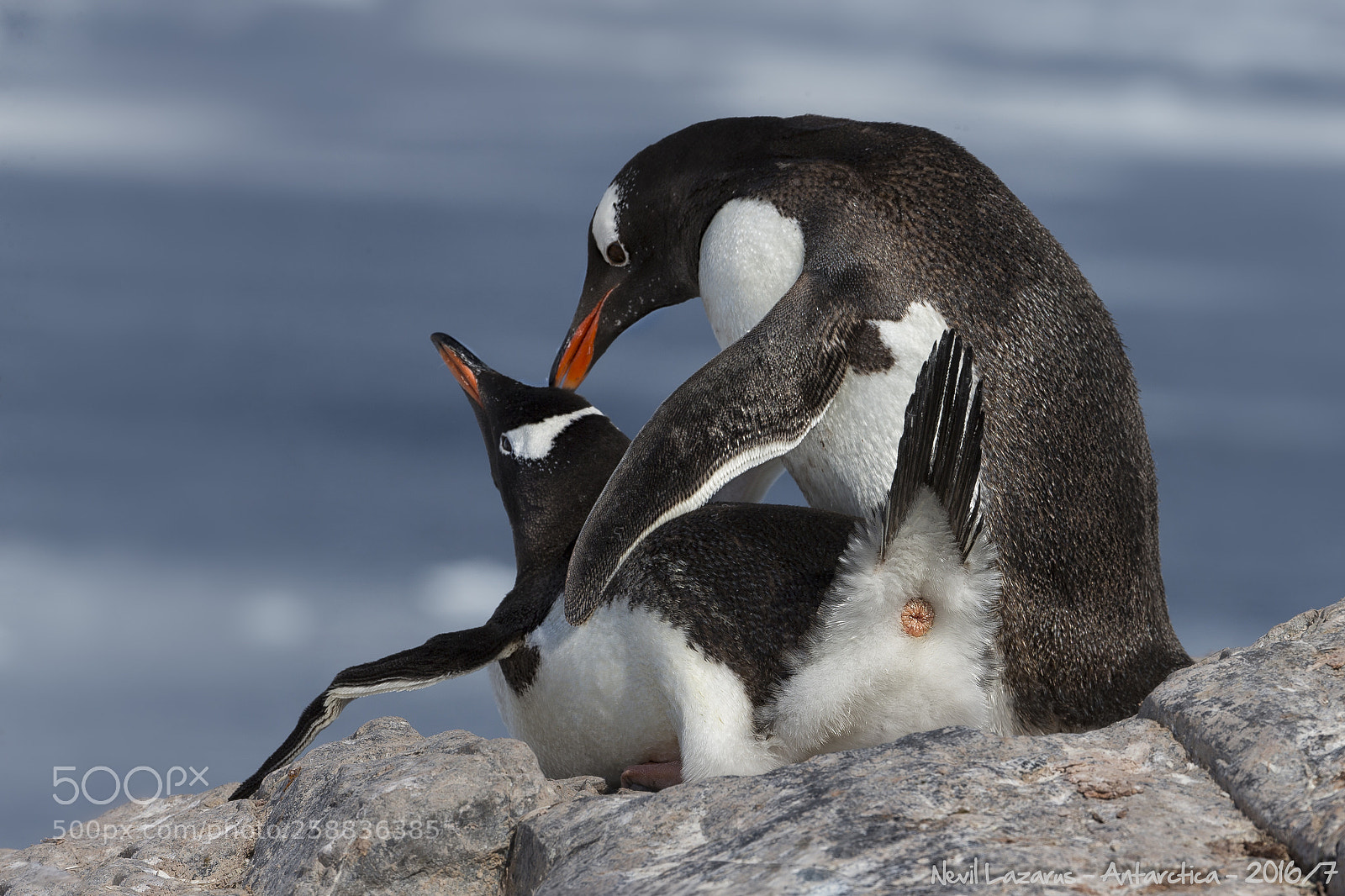 Canon EOS-1D X sample photo. Gentoo tenderness photography