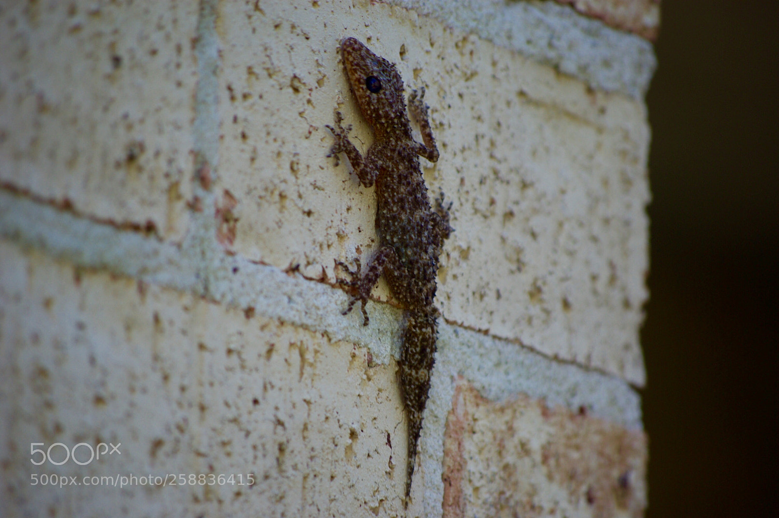 Pentax K10D sample photo. Img photography