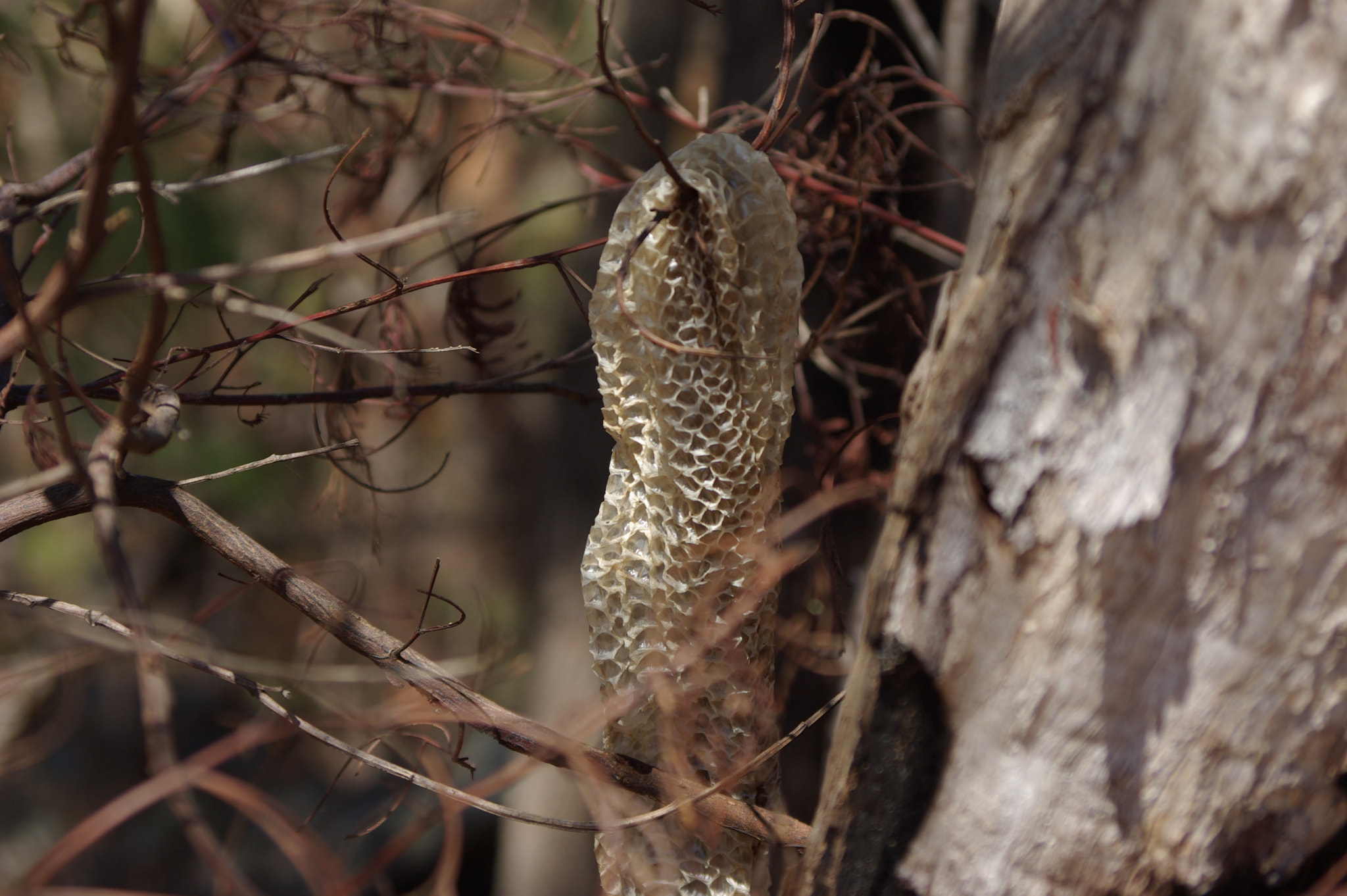 Pentax smc DA 50-200mm F4-5.6 ED sample photo. Img photography