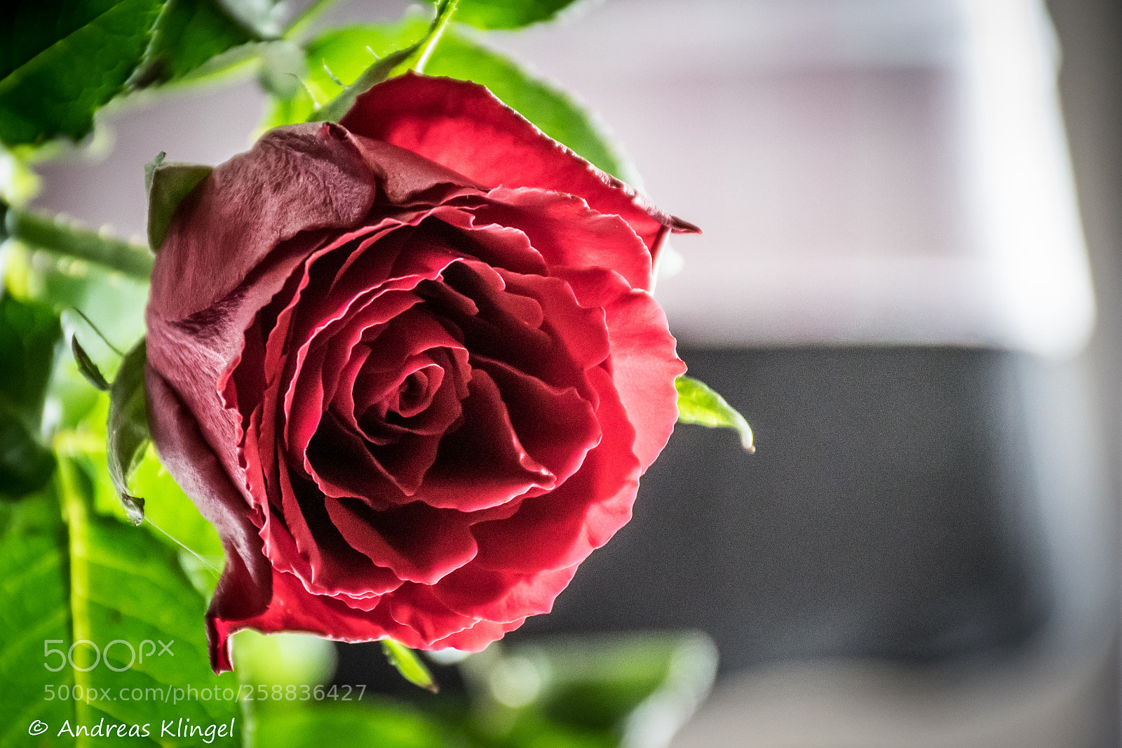 Nikon D5300 sample photo. Rote rose photography