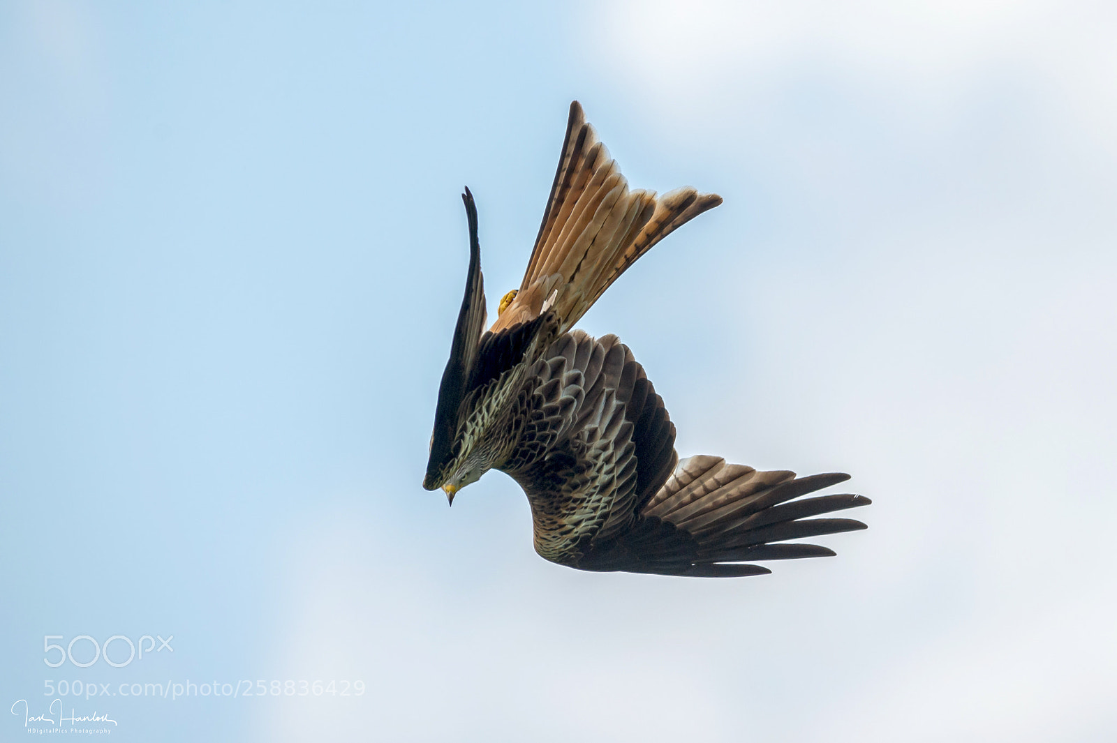 Nikon D4 sample photo. Red kite photography