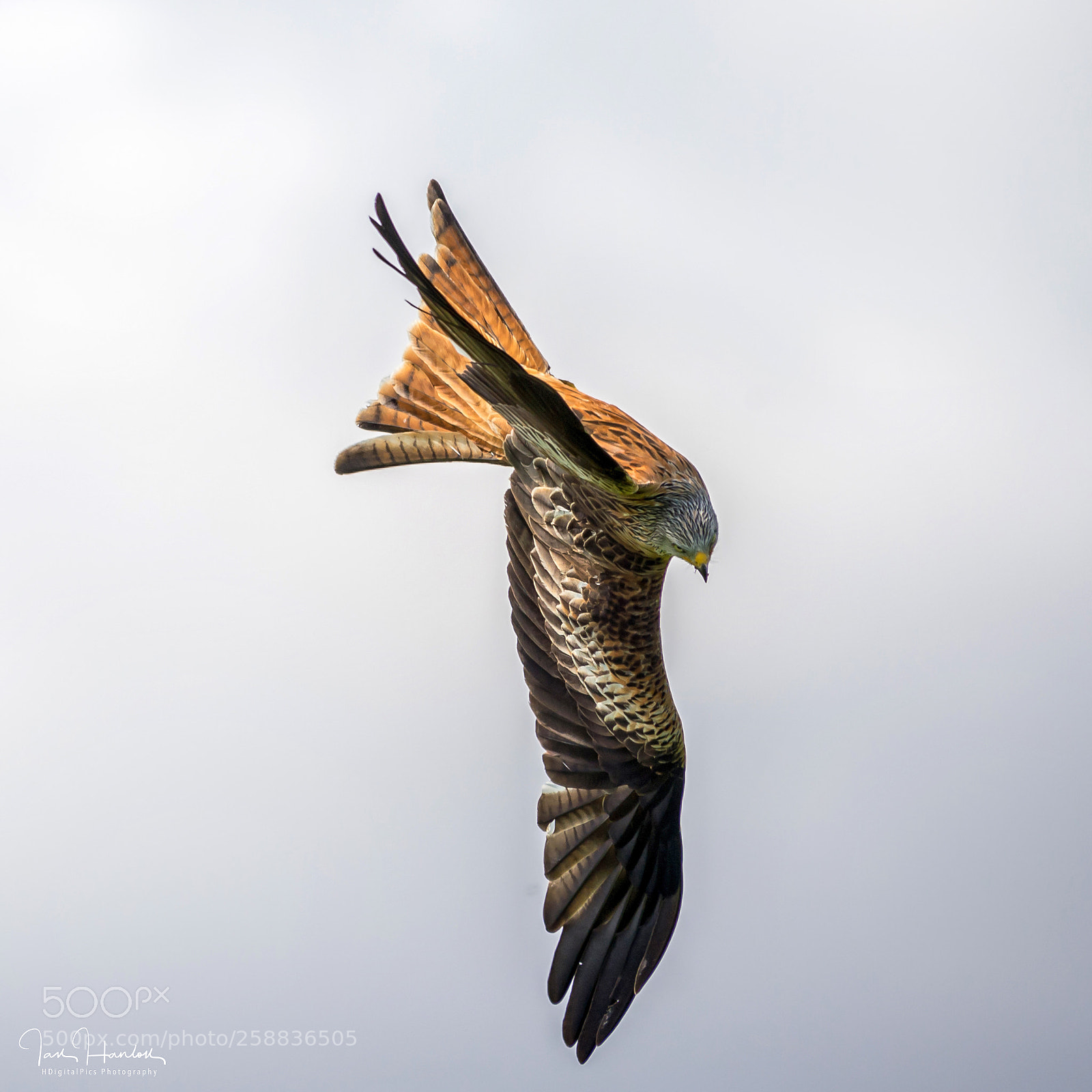 Nikon D4 sample photo. Red kite photography