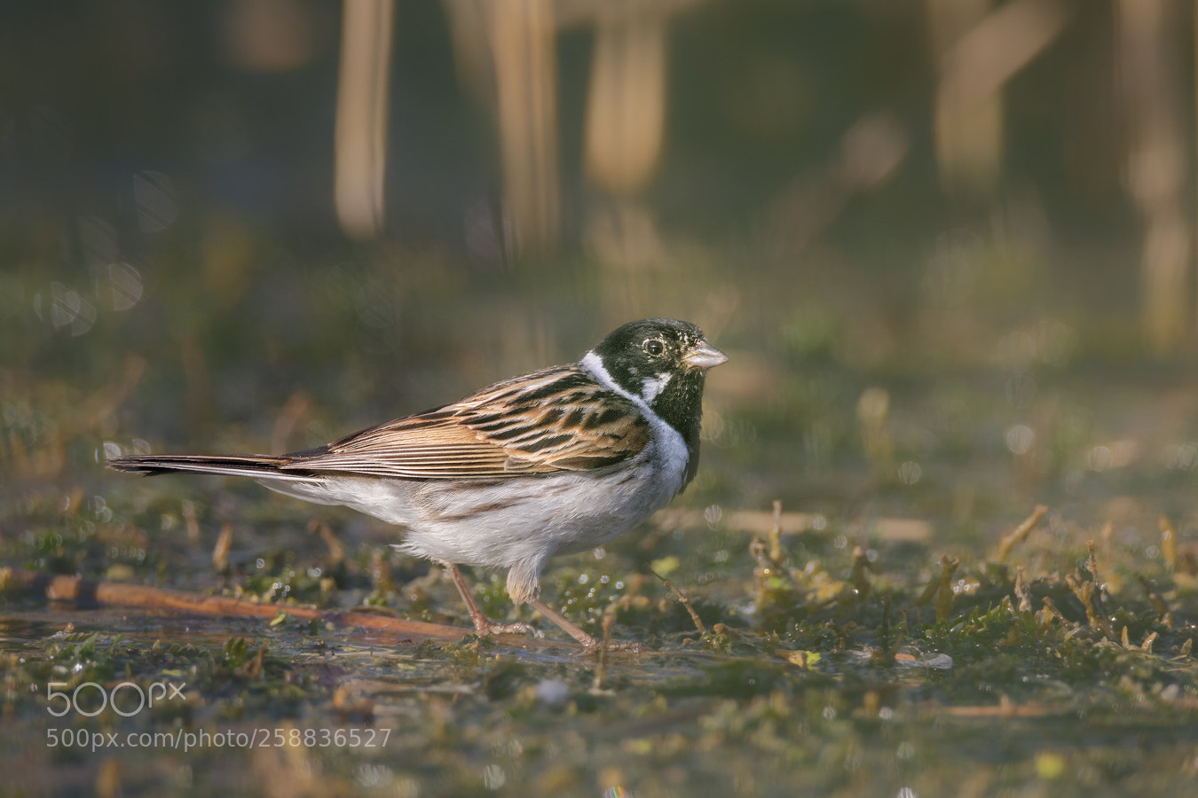 Canon EOS 5D Mark IV sample photo. Reed bunting photography