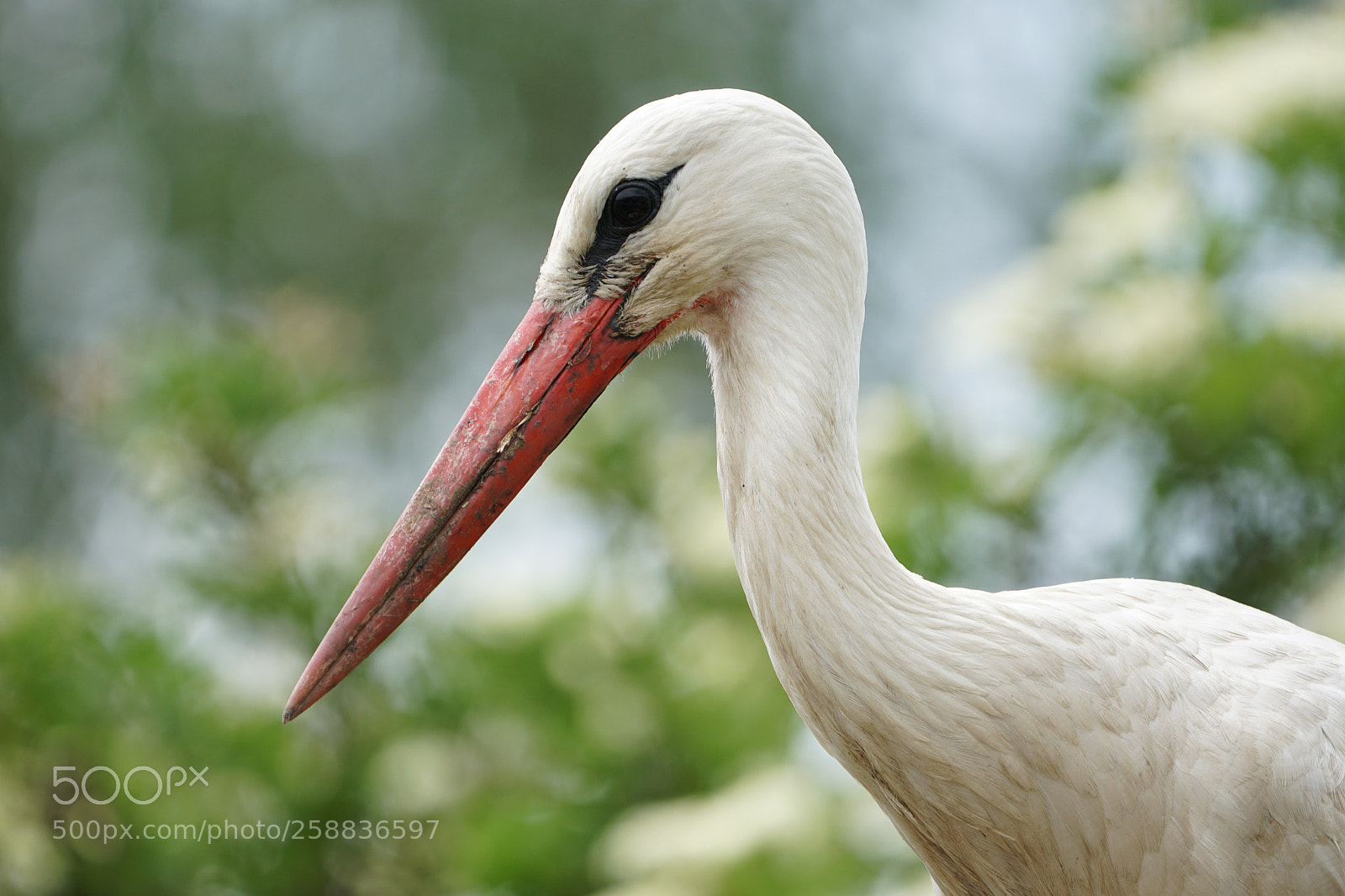 Sony a6500 sample photo. Weissstorch photography