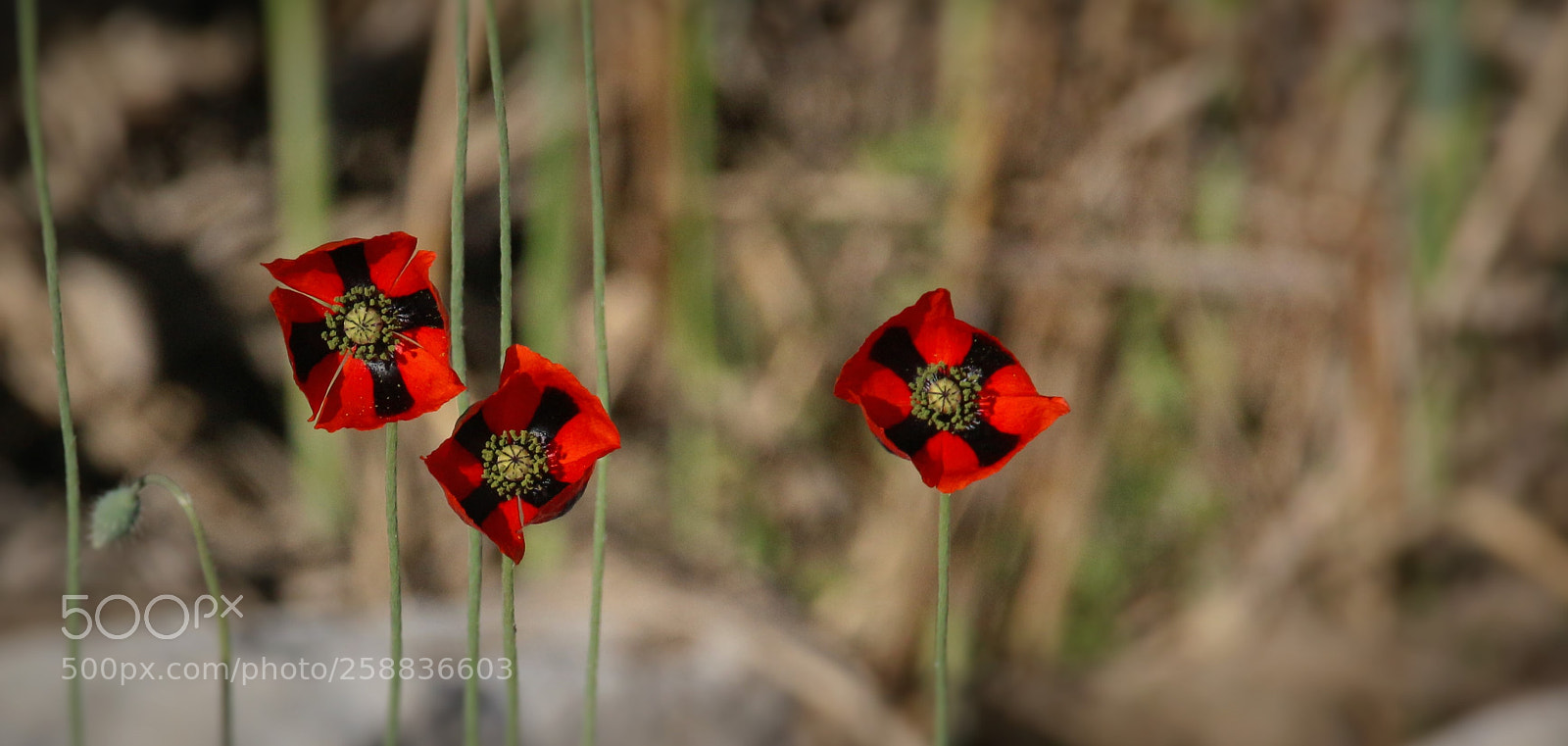 Canon EOS 100D (EOS Rebel SL1 / EOS Kiss X7) sample photo. Red....t m m ..... photography