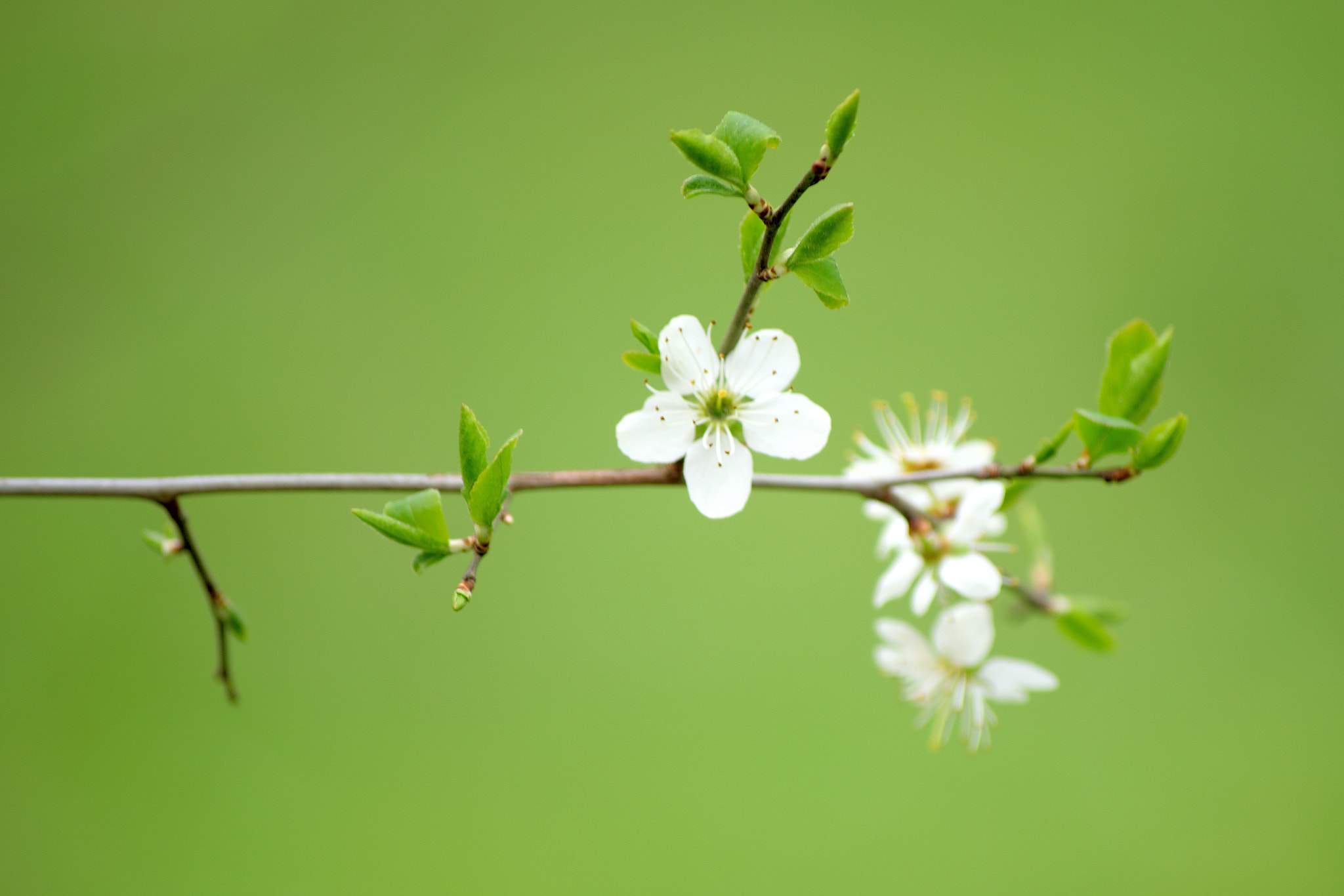 Nikon D5300 sample photo. Springtime photography