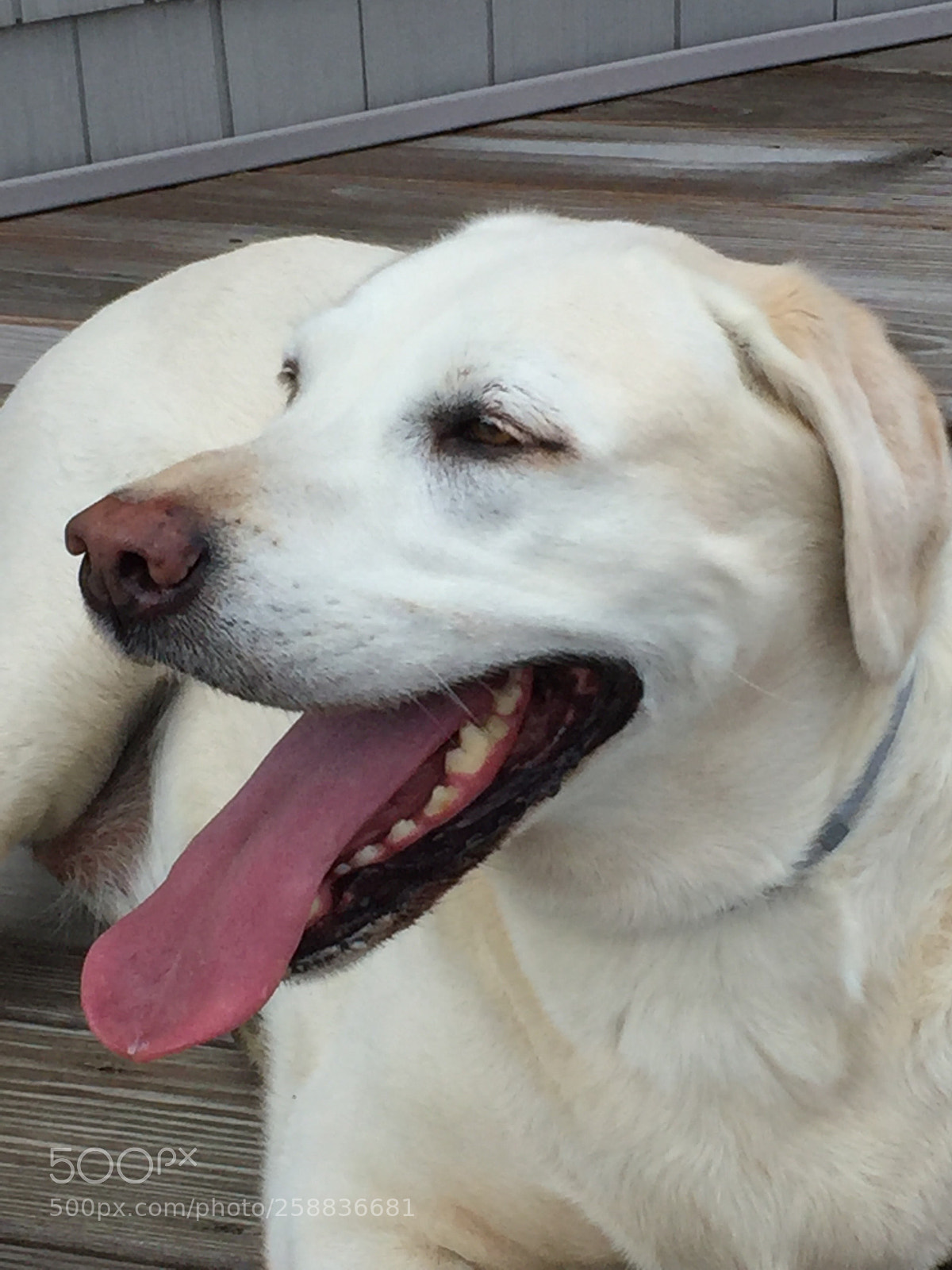 Apple iPhone 6 sample photo. Good old dog photography