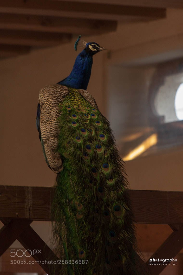 Canon EOS 500D (EOS Rebel T1i / EOS Kiss X3) sample photo. Proud peacock photography