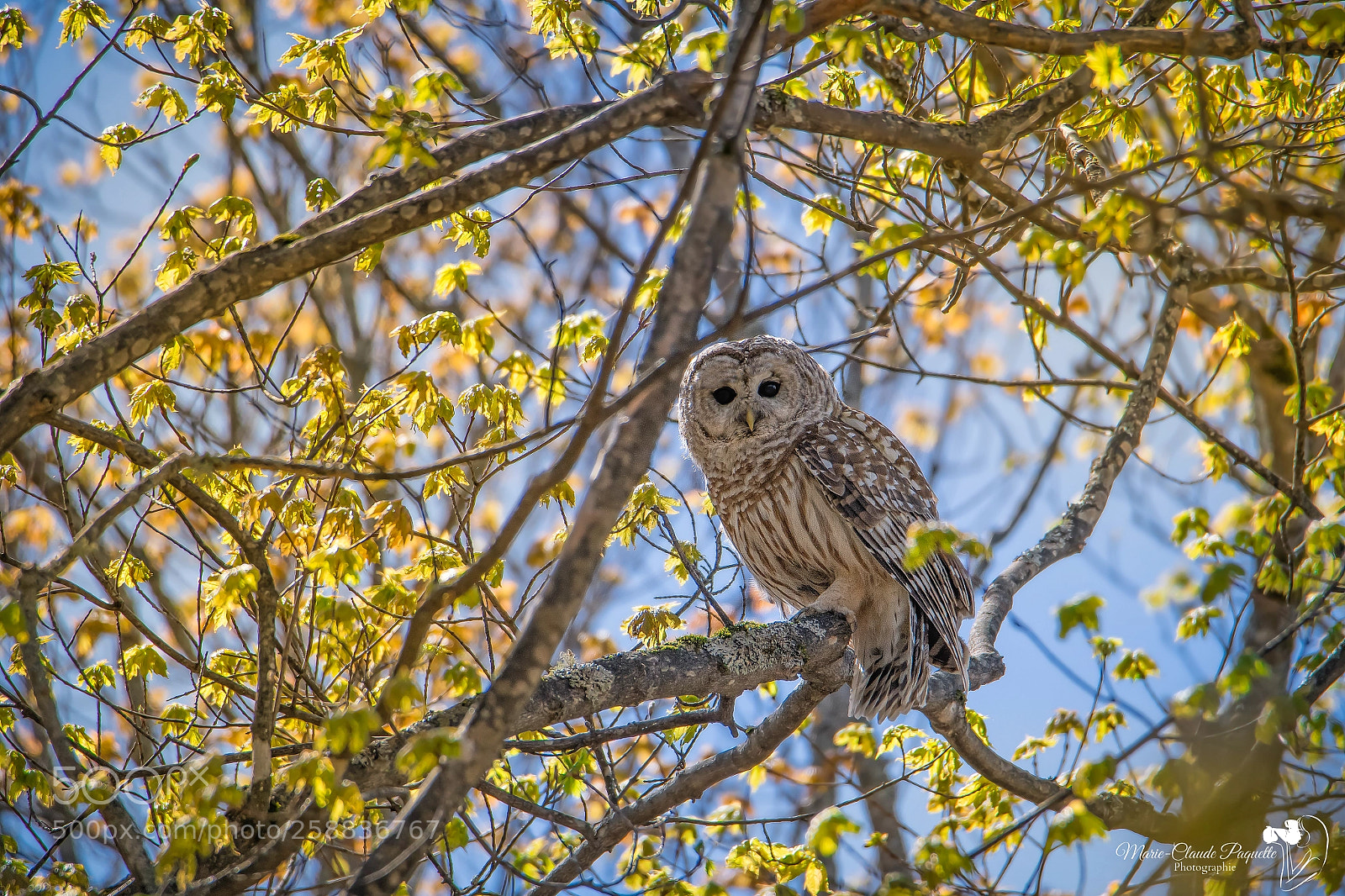 Nikon D500 sample photo. Chouette ray e dans photography