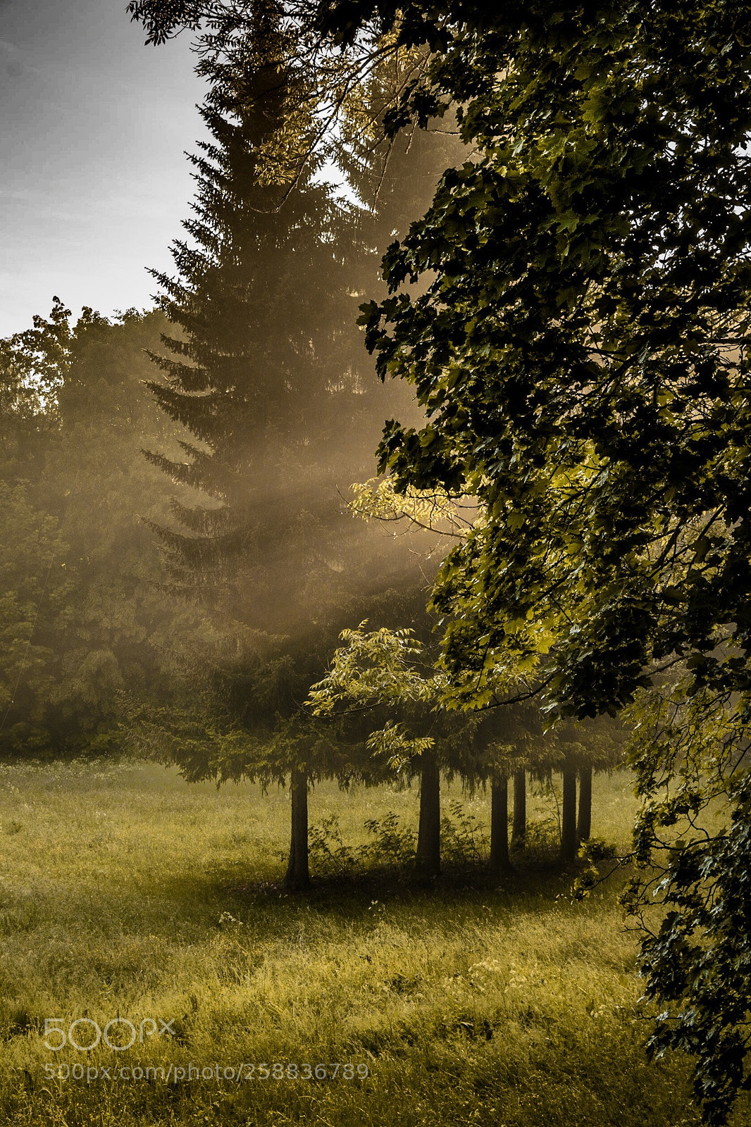 Canon EOS 80D sample photo. Rays after rain photography